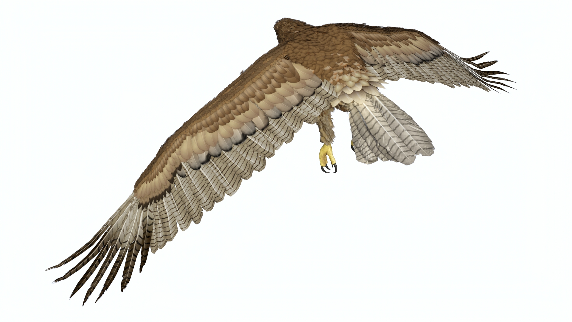 Aquila Gurneyi Eagle Flying 3D