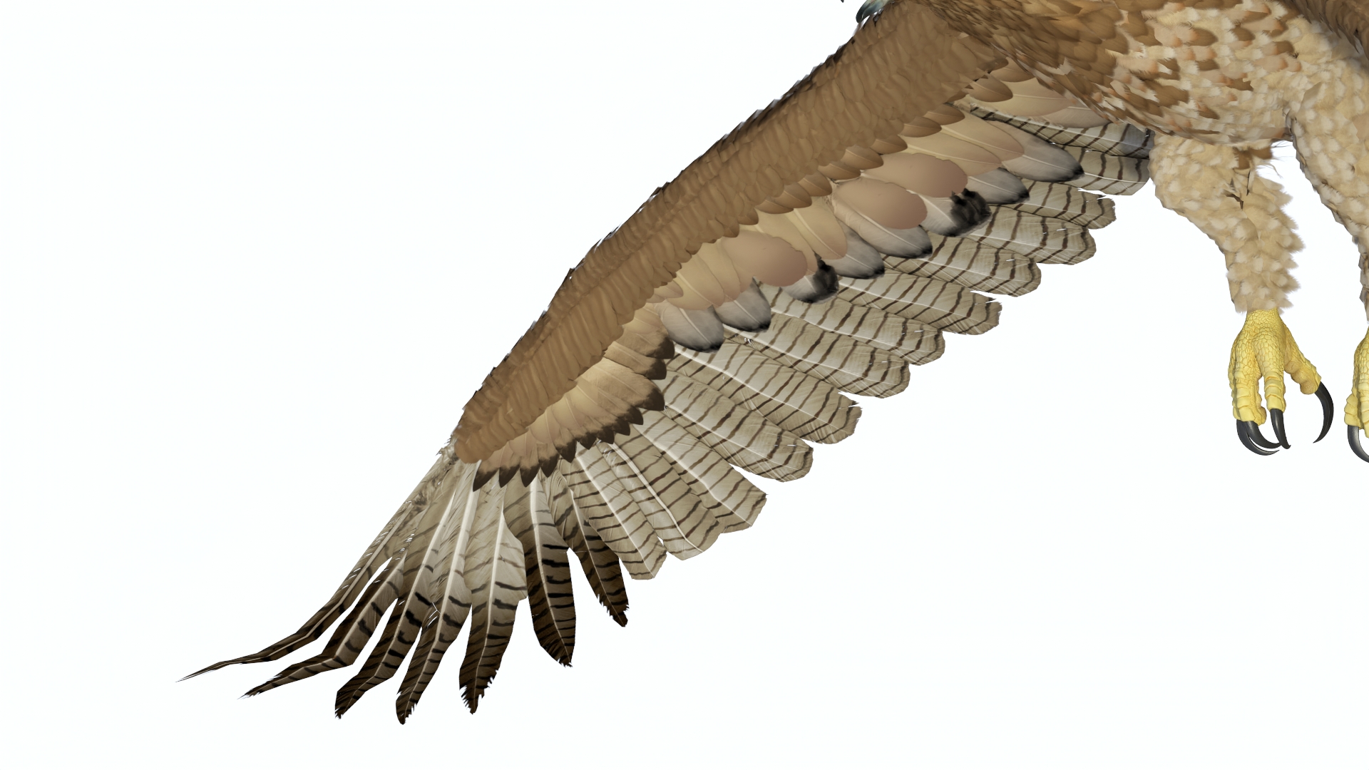 Aquila Gurneyi Eagle Flying 3D