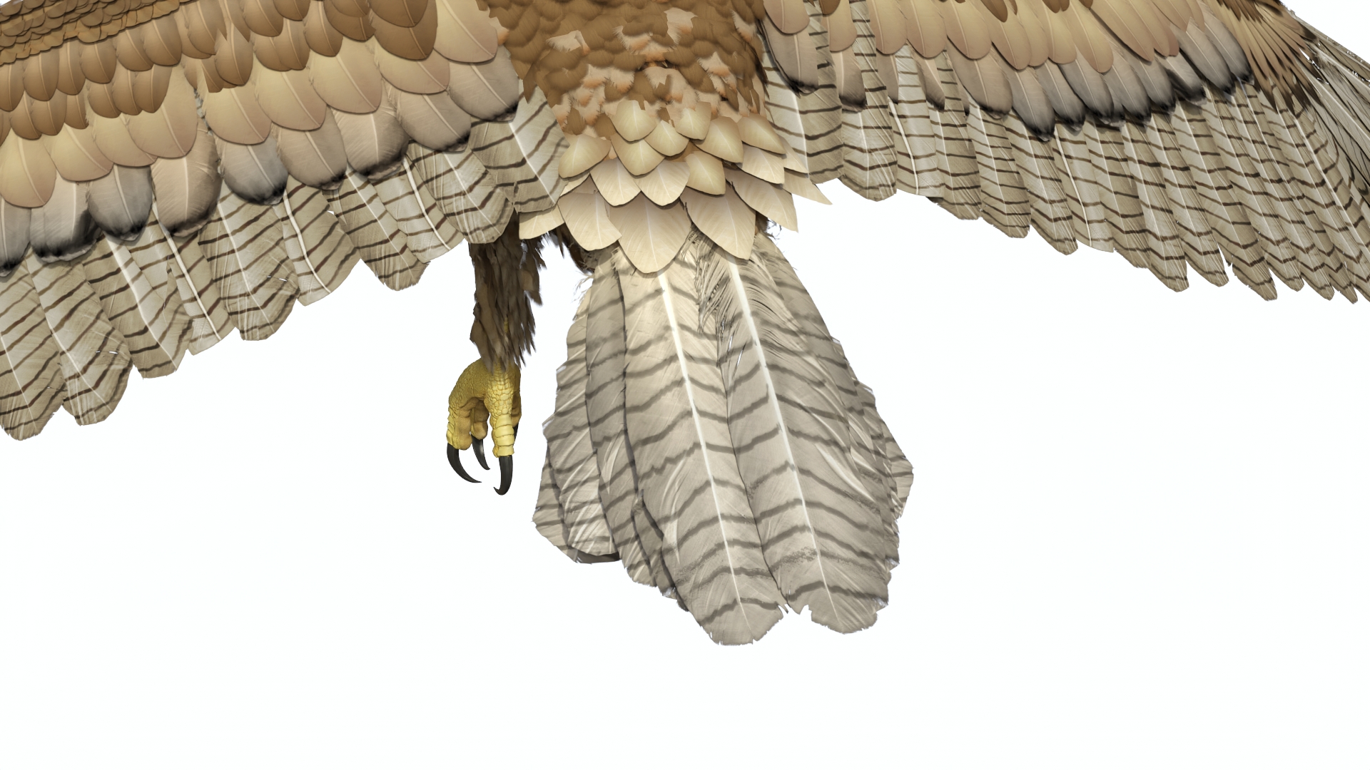 Aquila Gurneyi Eagle Flying 3D
