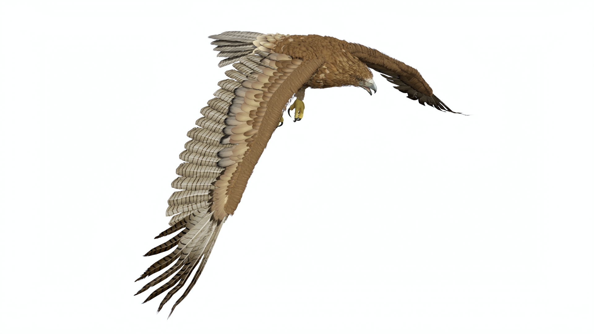 Aquila Gurneyi Eagle Flying 3D