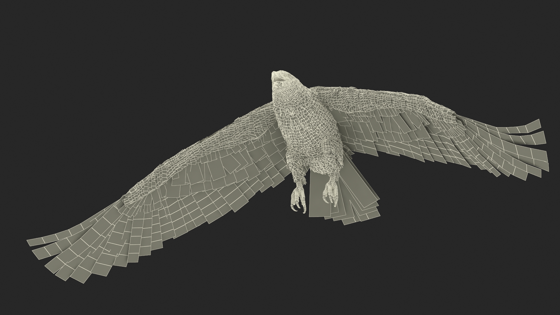 Aquila Gurneyi Eagle Flying 3D