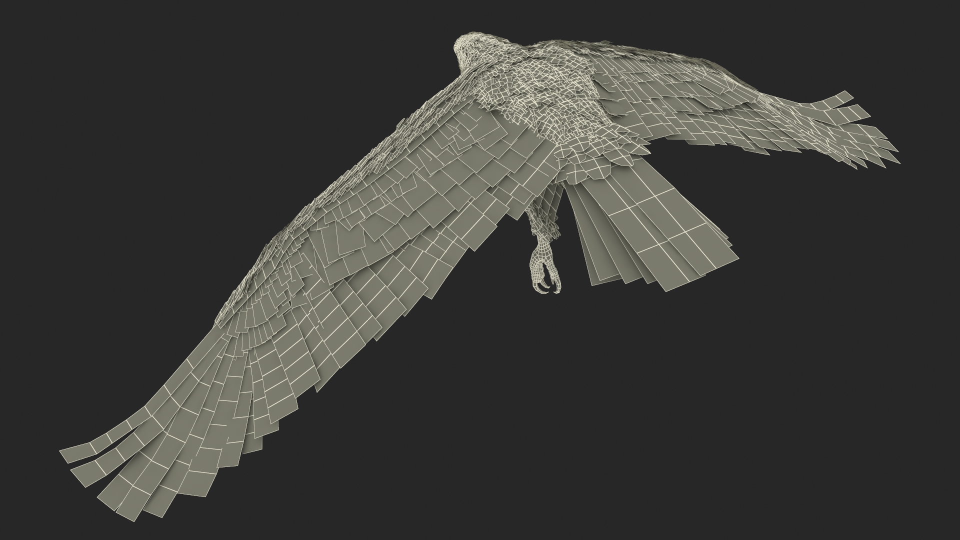Aquila Gurneyi Eagle Flying 3D