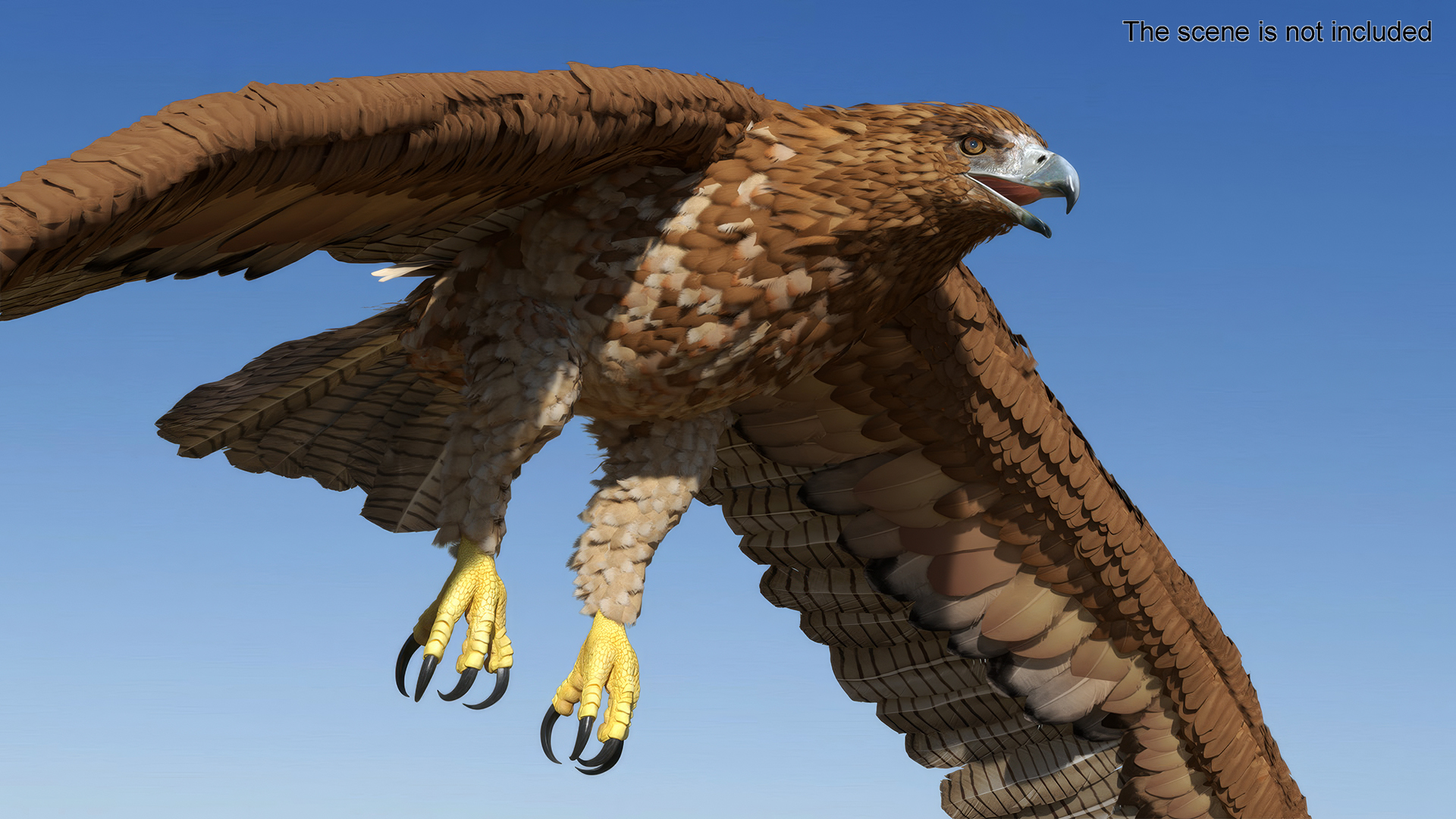 Aquila Gurneyi Eagle Flying 3D