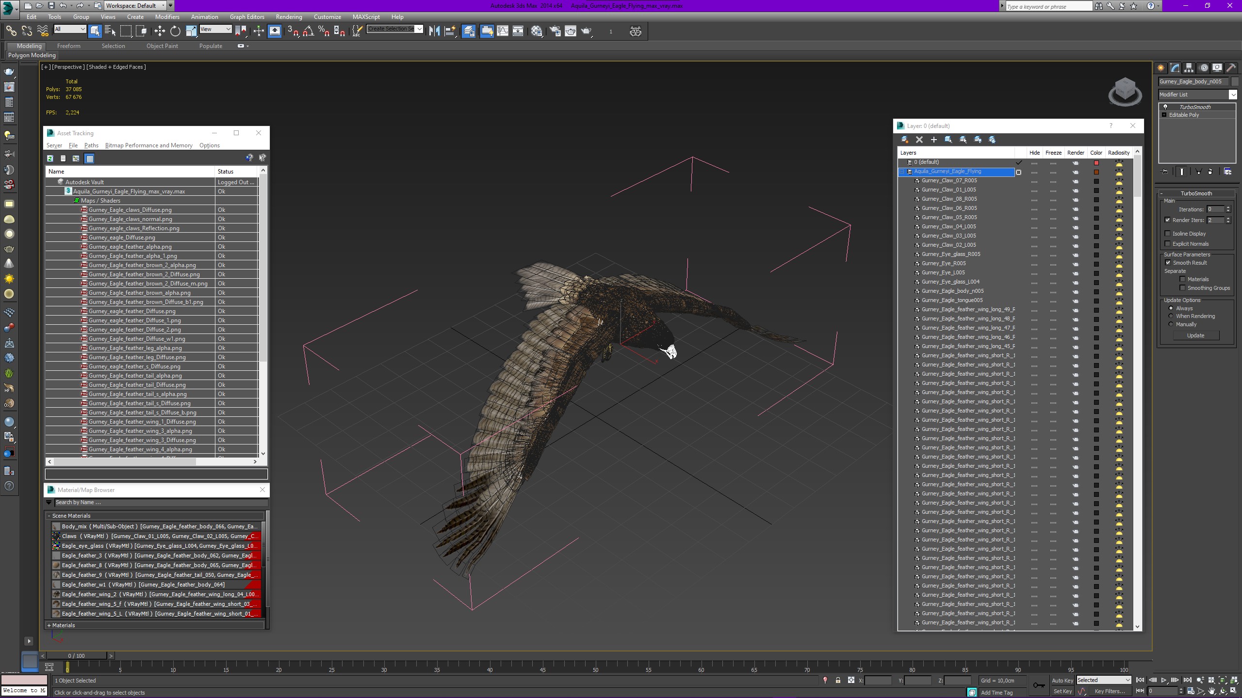 Aquila Gurneyi Eagle Flying 3D