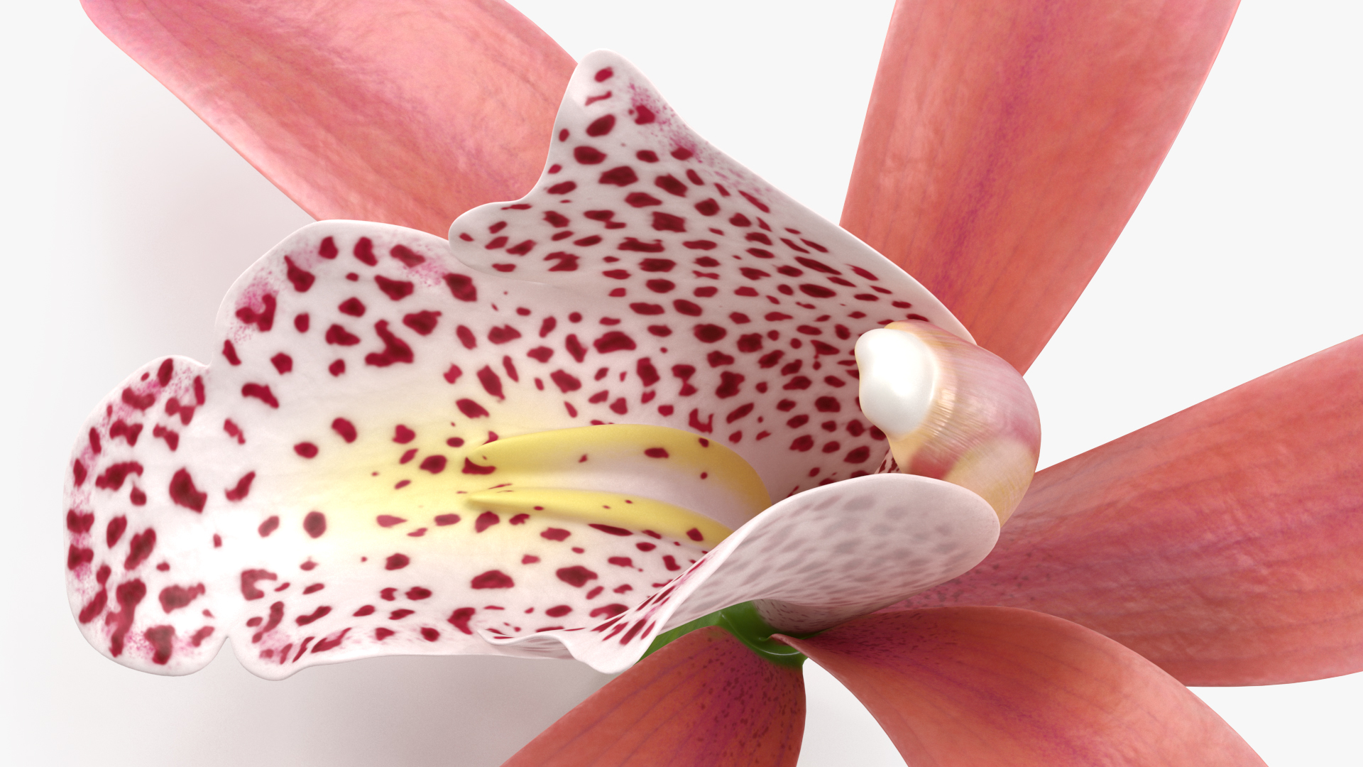 3D Cymbidium Orchid Flower Pink model
