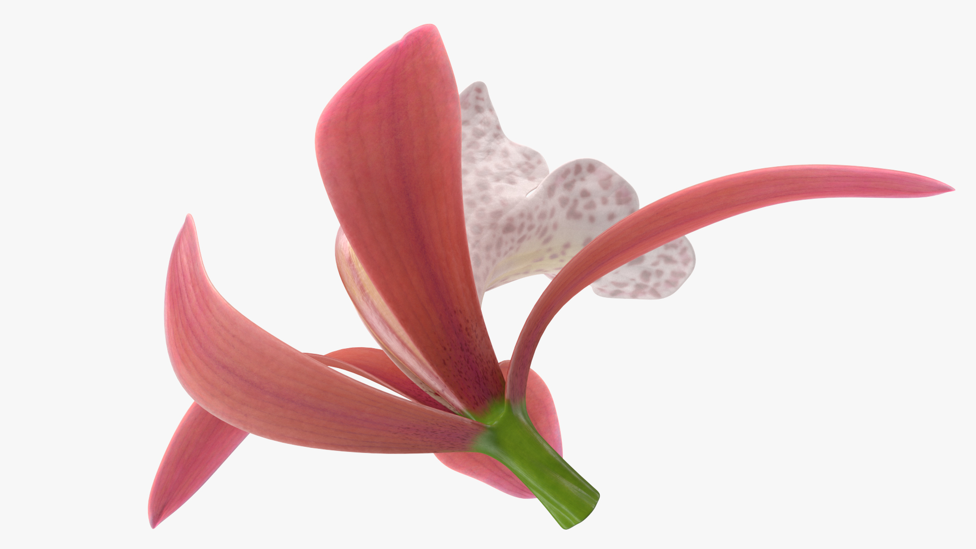 3D Cymbidium Orchid Flower Pink model