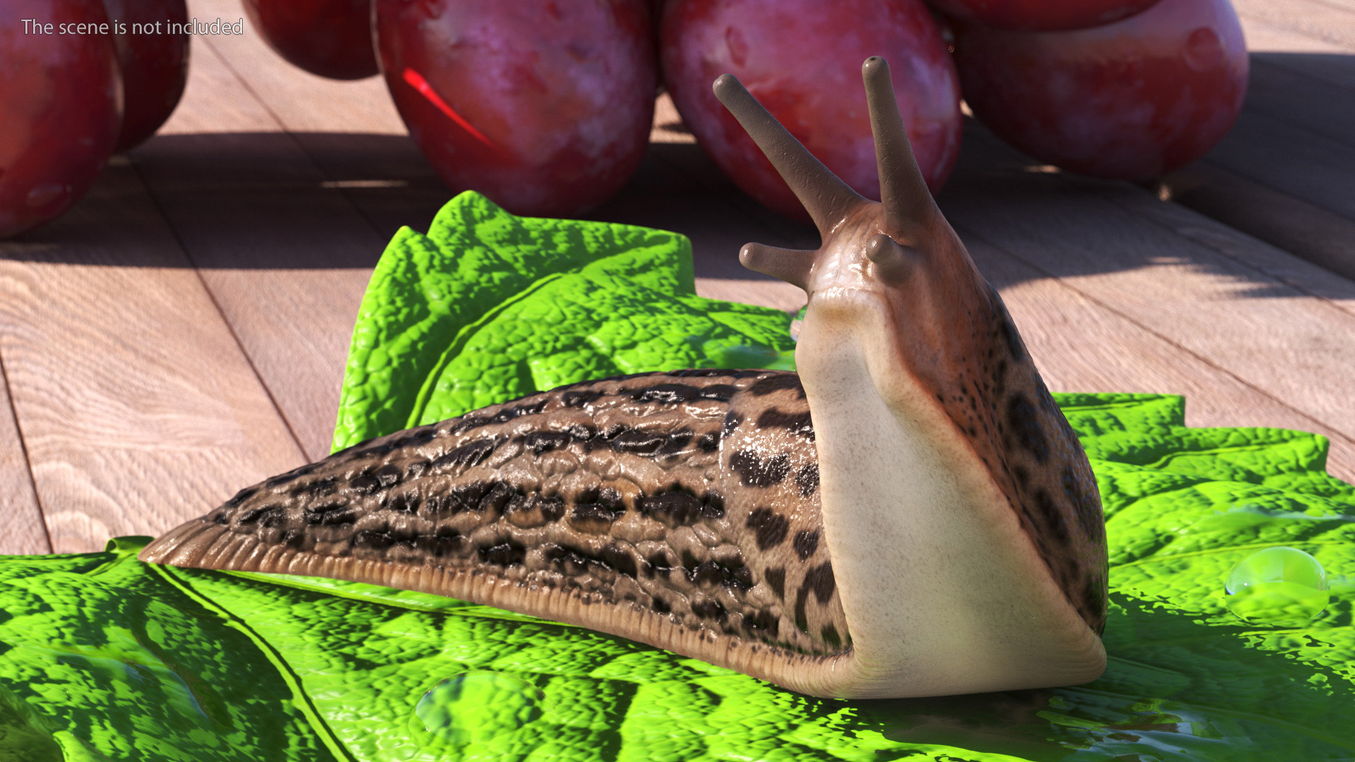 3D Great Slug Rigged for Modo