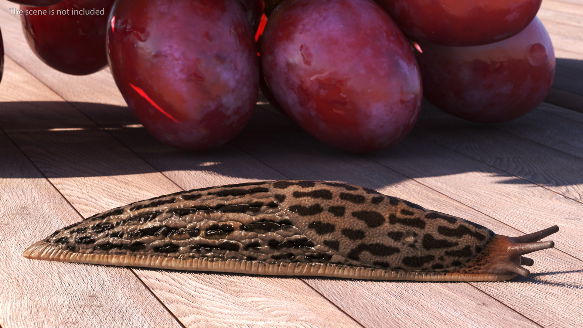 3D Great Slug Rigged for Modo