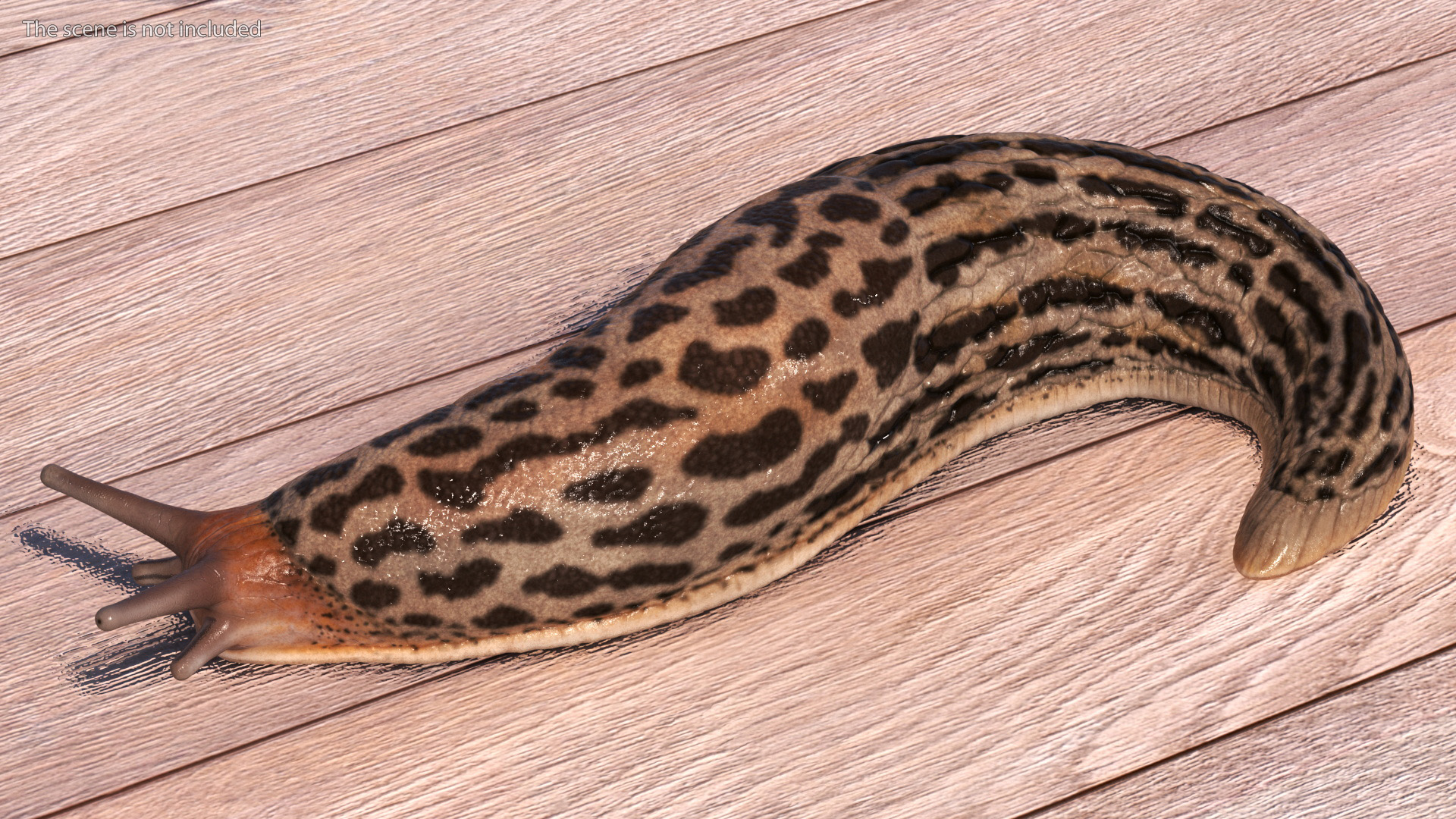3D Great Slug Rigged for Modo
