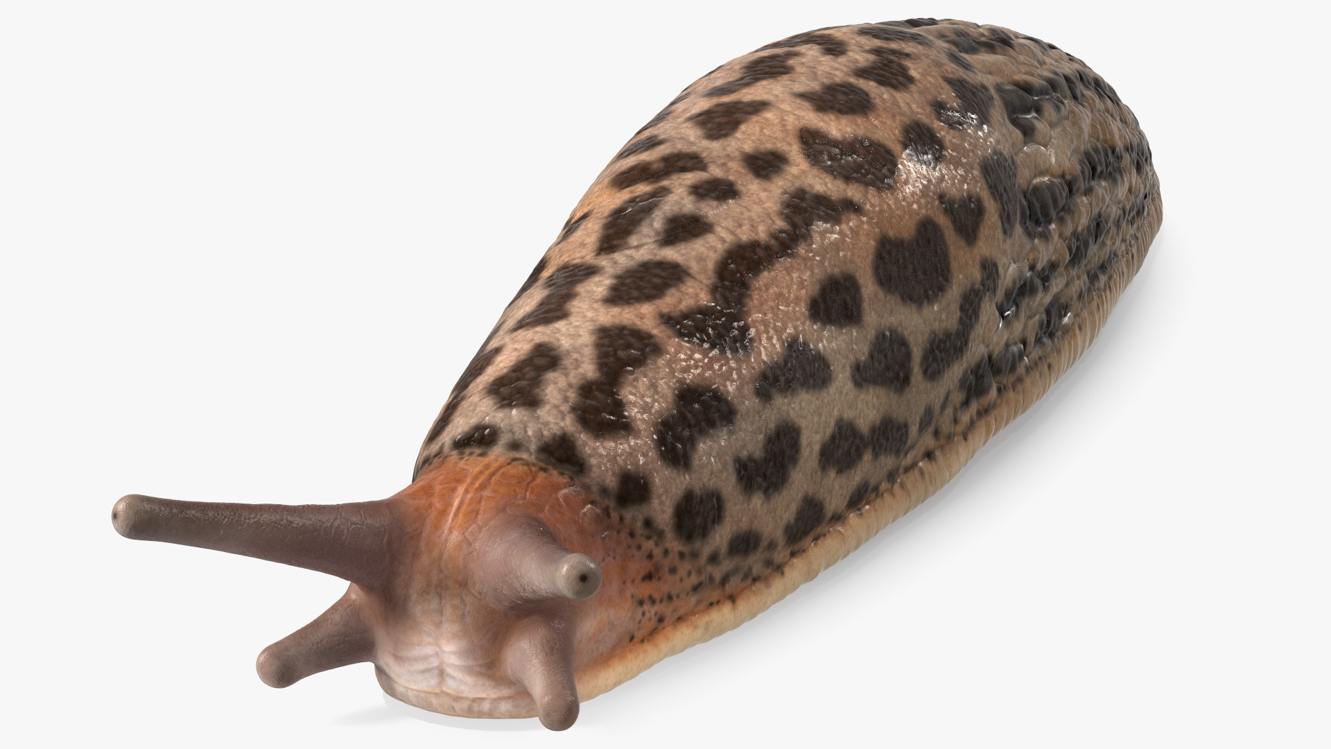 3D Great Slug Rigged for Modo