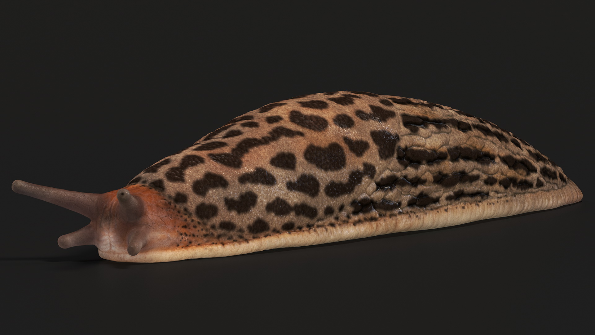 3D Great Slug Rigged for Modo