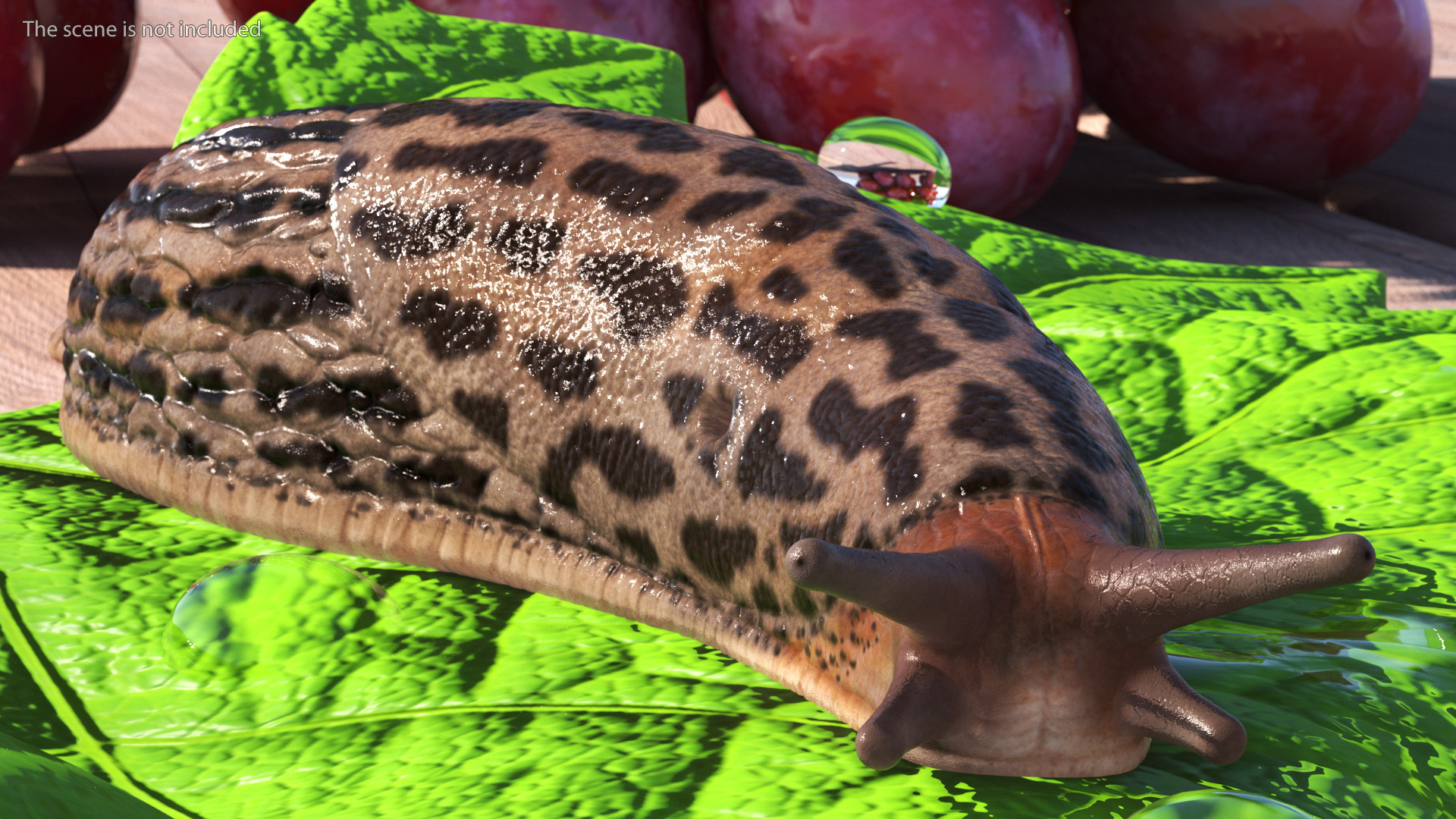 3D Great Slug Rigged for Modo