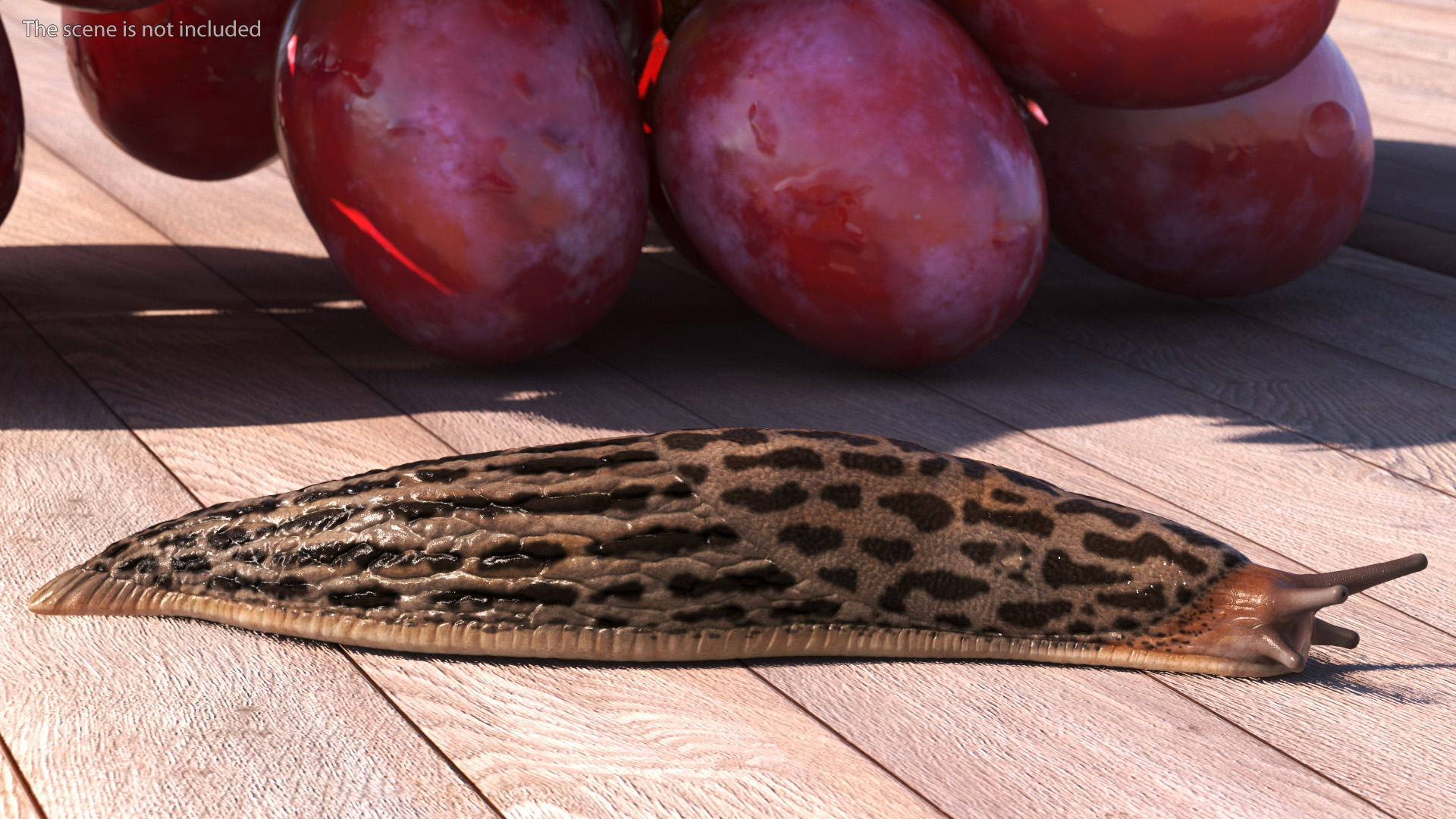 3D Great Slug Rigged for Modo