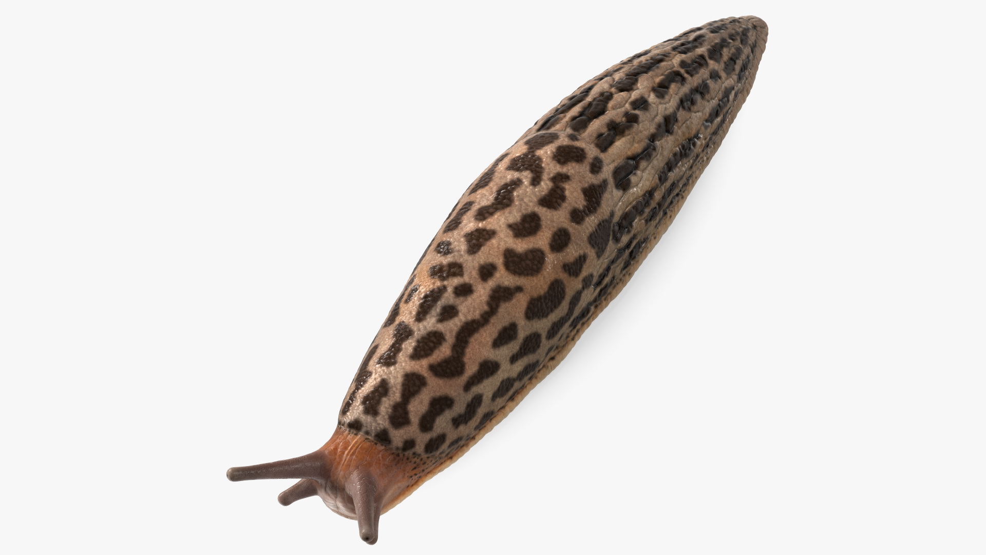 3D Great Slug Rigged for Modo