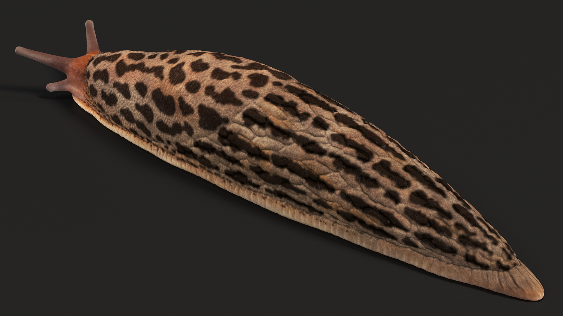 3D Great Slug Rigged for Modo