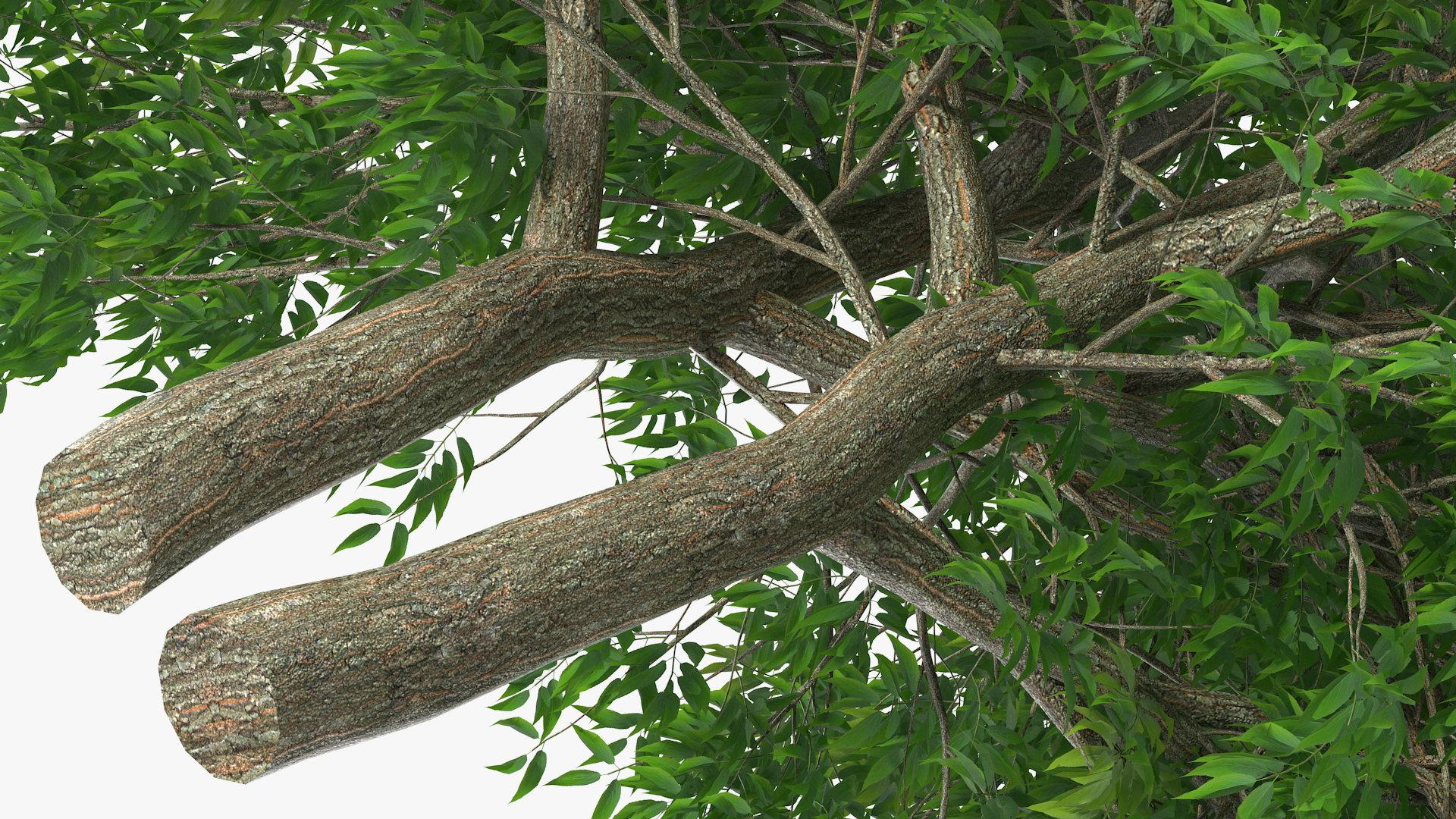 American Elderberry Tree 3D model