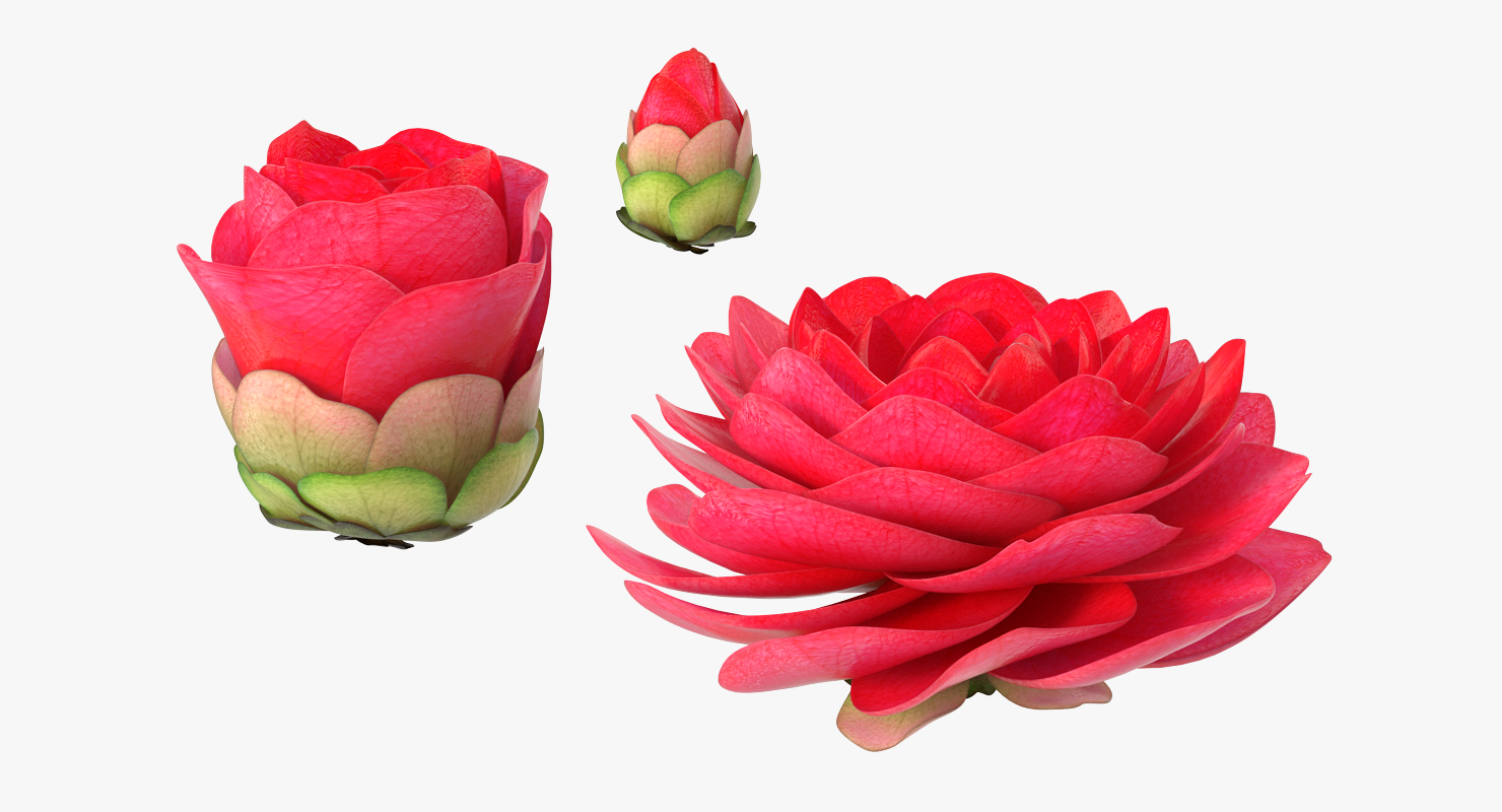 3D Bud Blossom Evolution