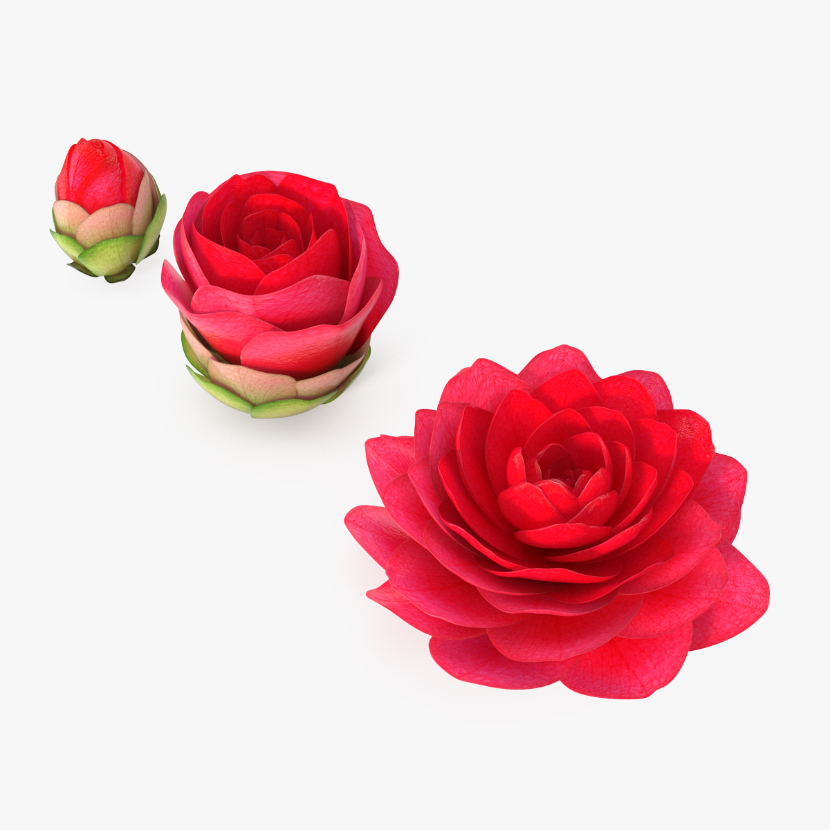 Bud Blossom Evolution, view 3