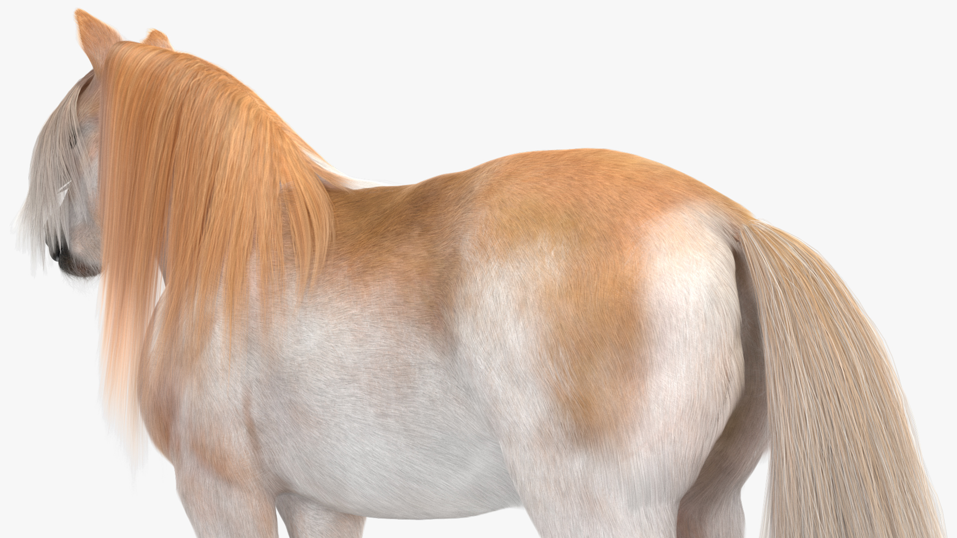 Shetland Pony with Long Mane Fur 3D