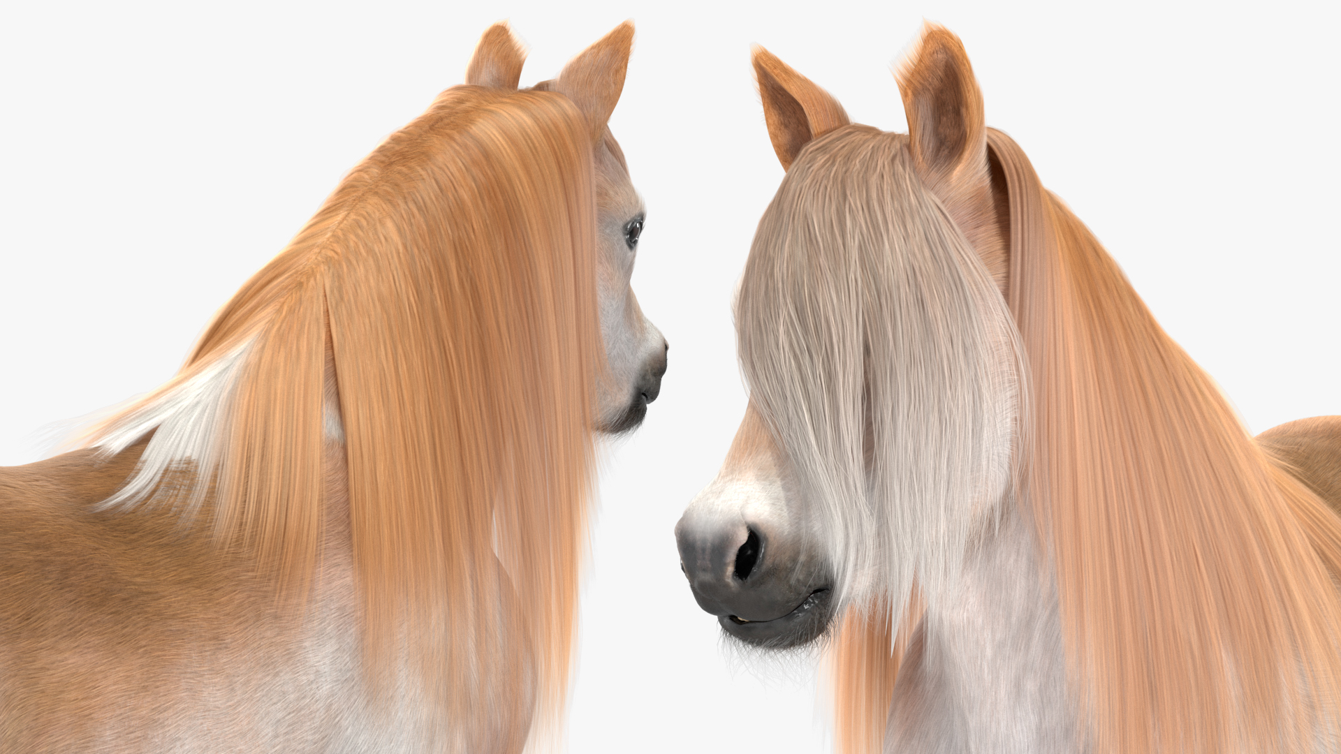 Shetland Pony with Long Mane Fur 3D
