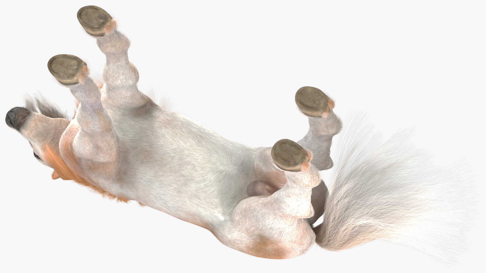 Shetland Pony with Long Mane Fur 3D