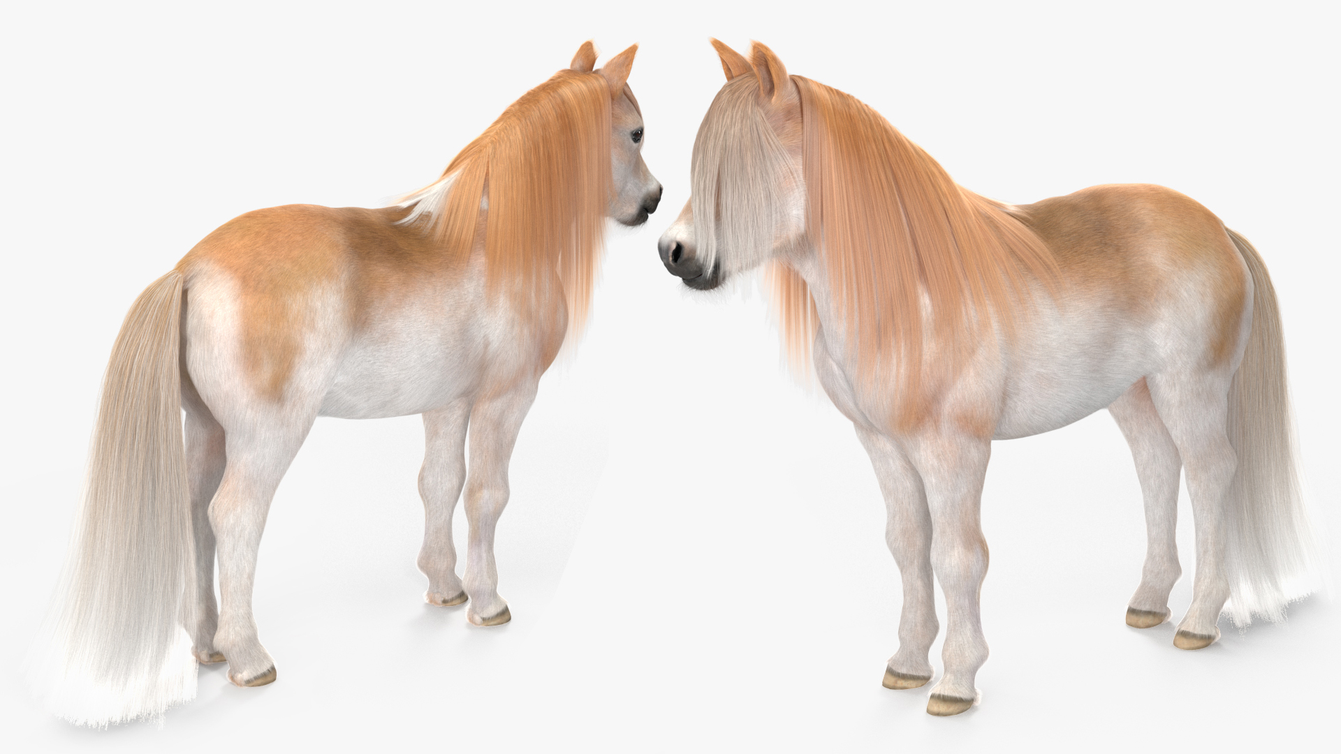 Shetland Pony with Long Mane Fur 3D