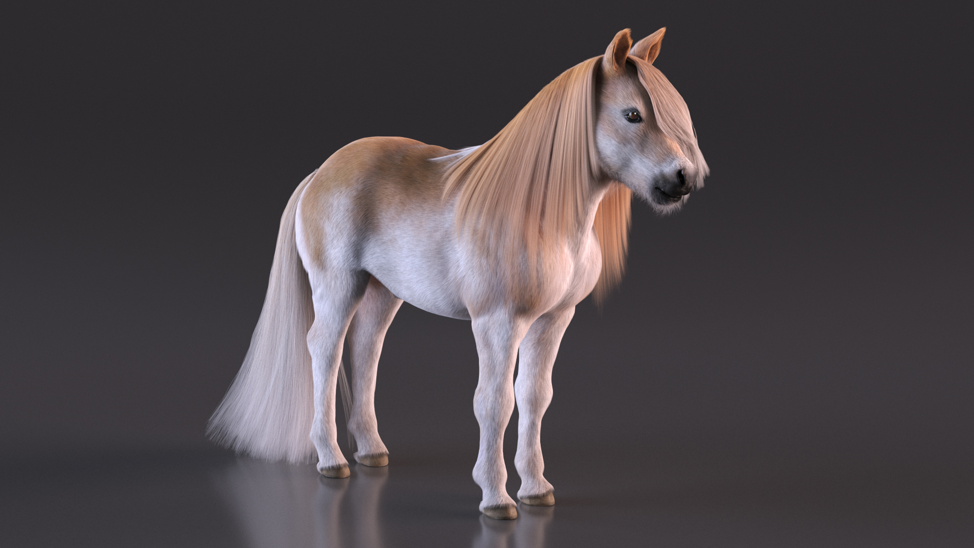 Shetland Pony with Long Mane Fur 3D