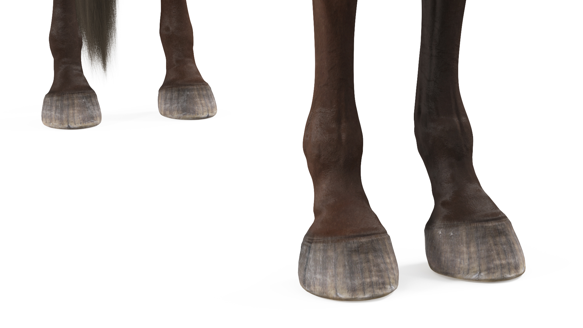 3D model Arabian Horse Brown Fur Rigged