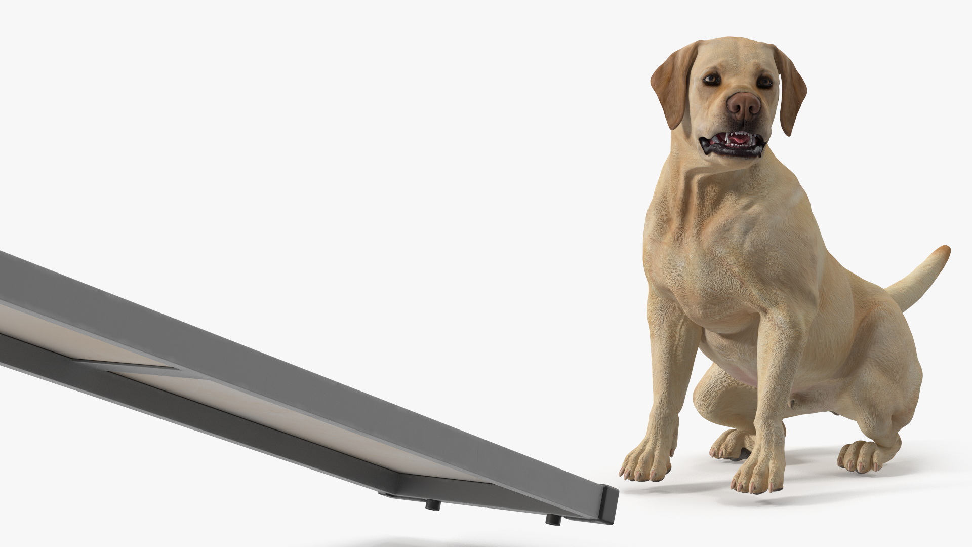 3D Dog Agility Teeter Totter and Labrador model