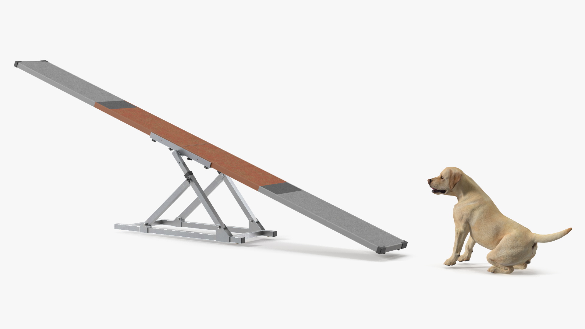 3D Dog Agility Teeter Totter and Labrador model
