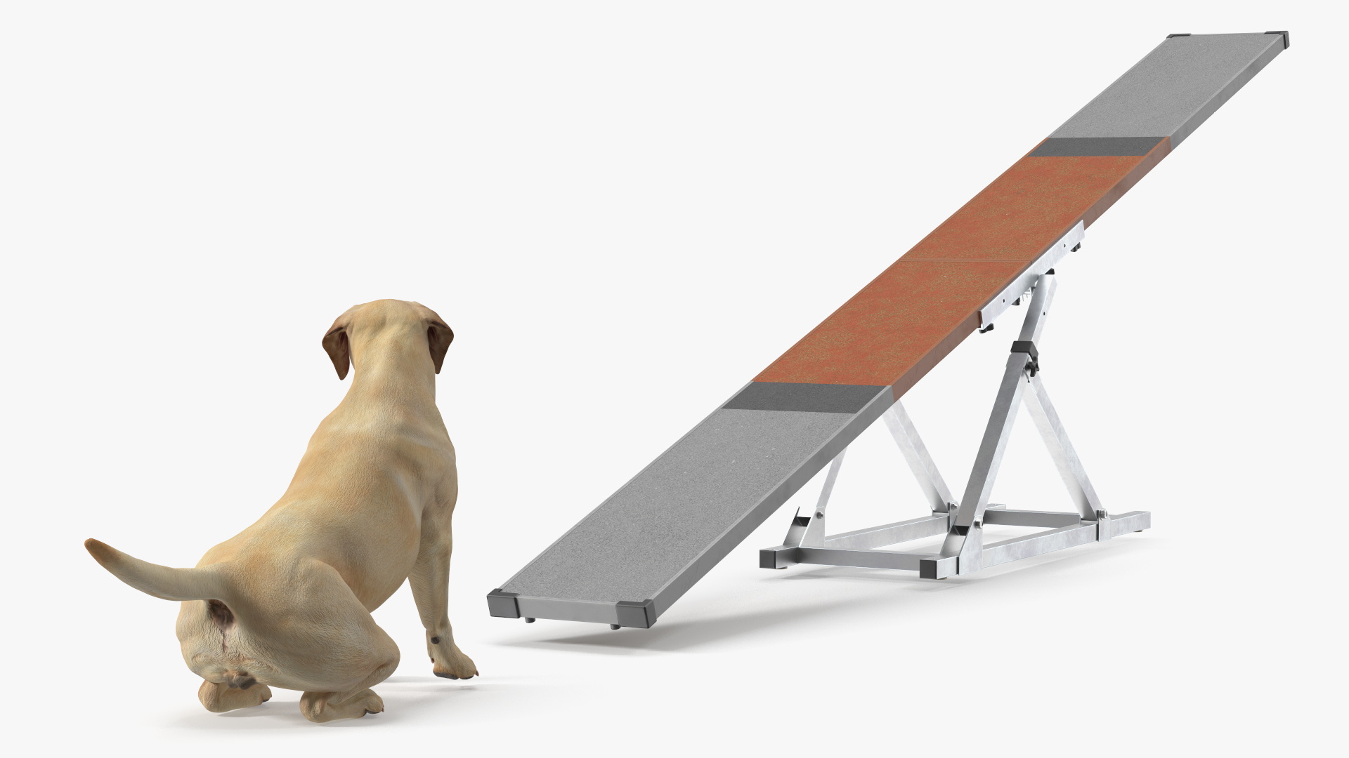 3D Dog Agility Teeter Totter and Labrador model