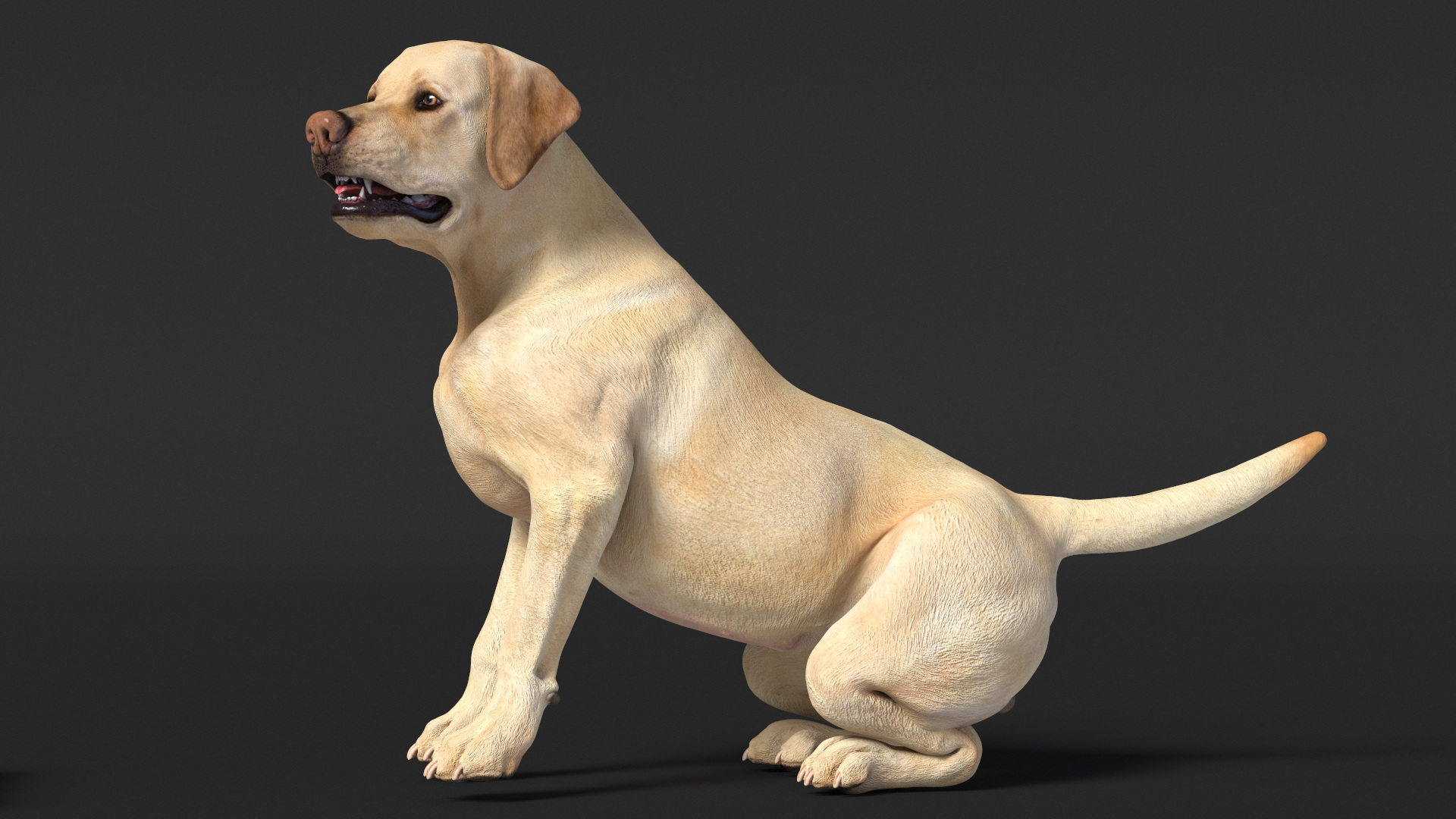3D Dog Agility Teeter Totter and Labrador model