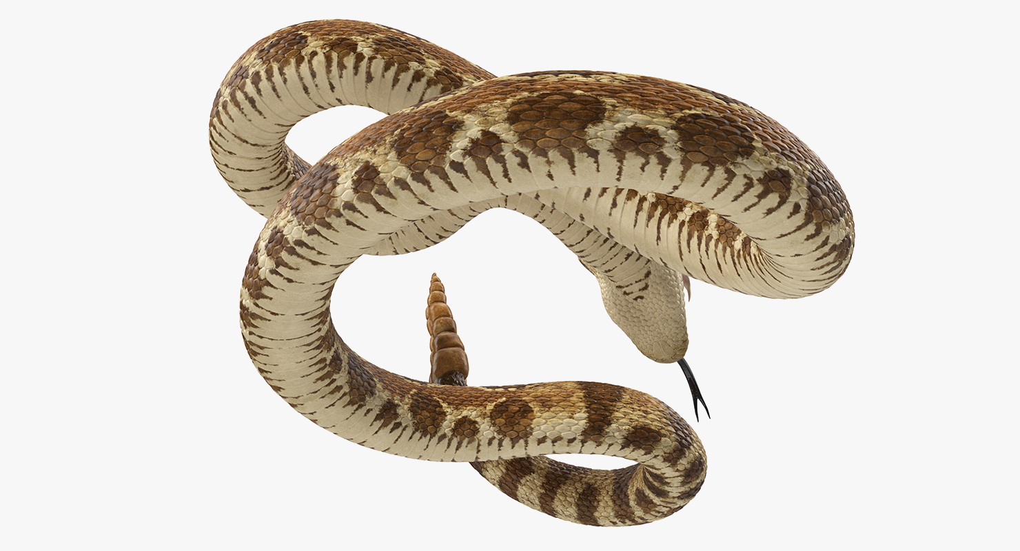Light Rattlesnake Attack Pose 3D model