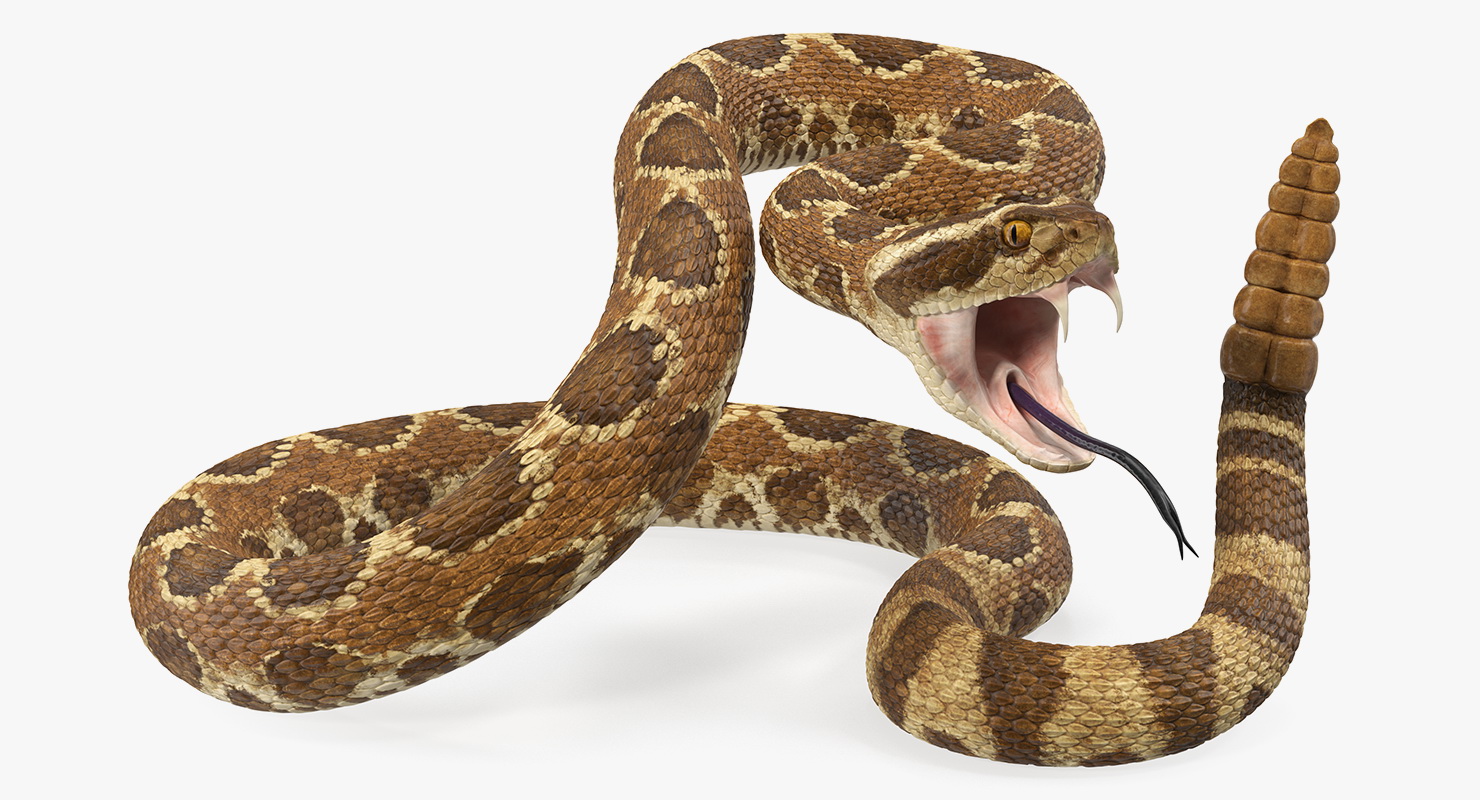Light Rattlesnake Attack Pose 3D model