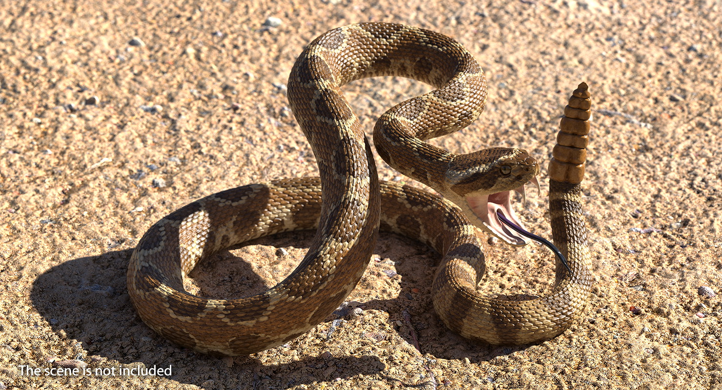 Light Rattlesnake Attack Pose 3D model