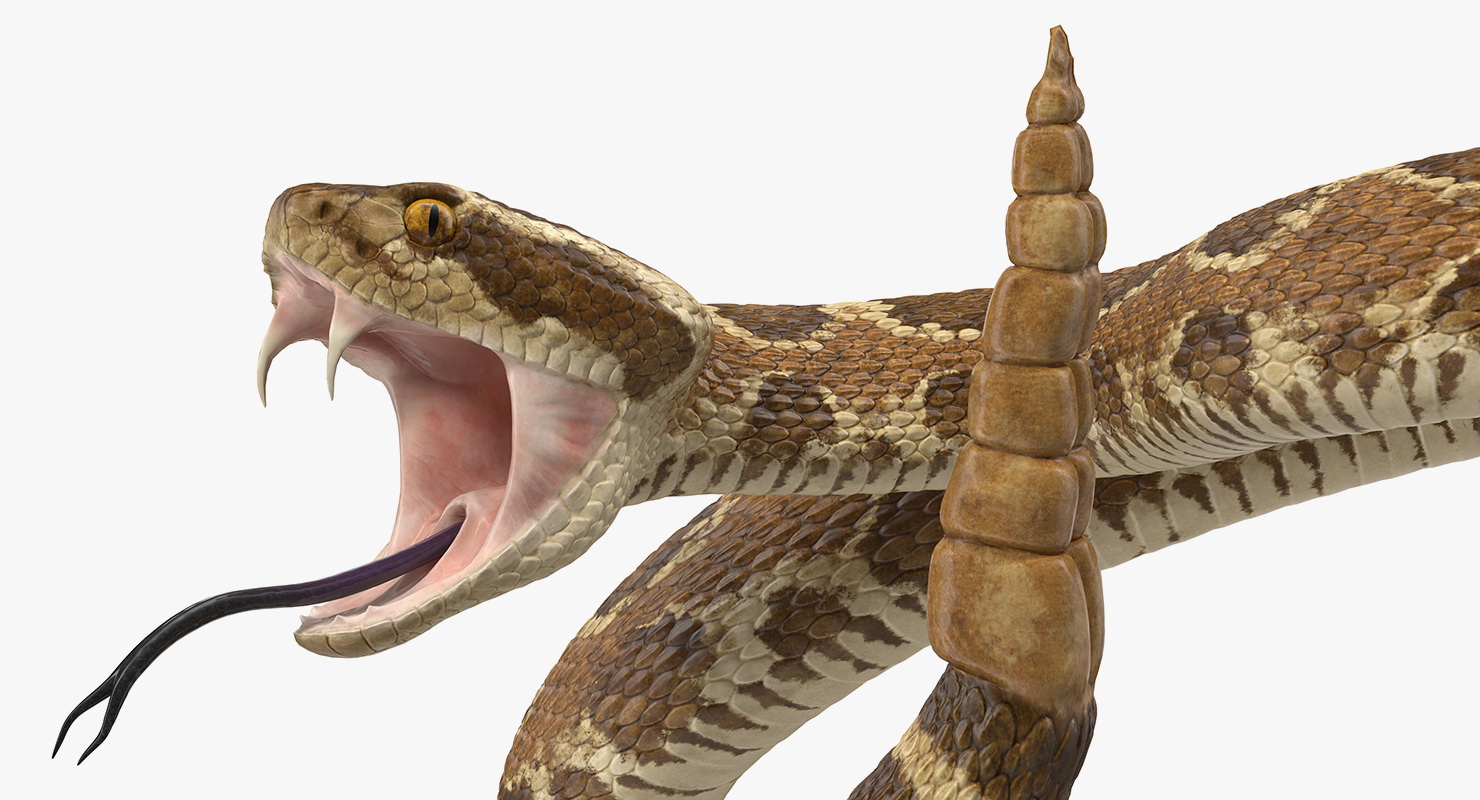 Light Rattlesnake Attack Pose 3D model