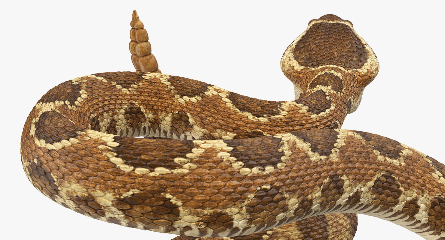 Light Rattlesnake Attack Pose 3D model