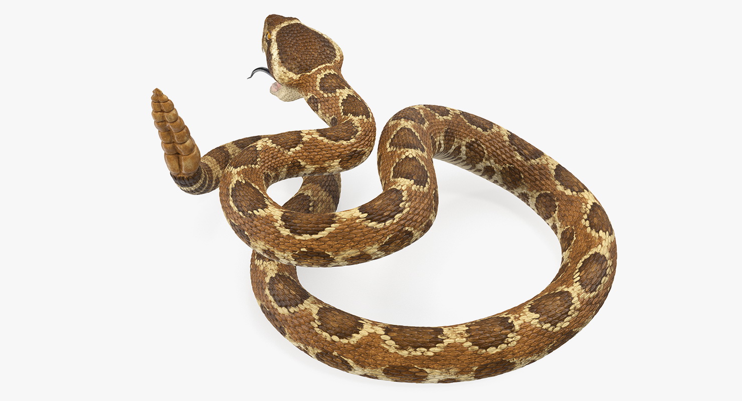 Light Rattlesnake Attack Pose 3D model