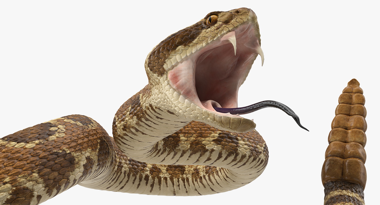 Light Rattlesnake Attack Pose 3D model