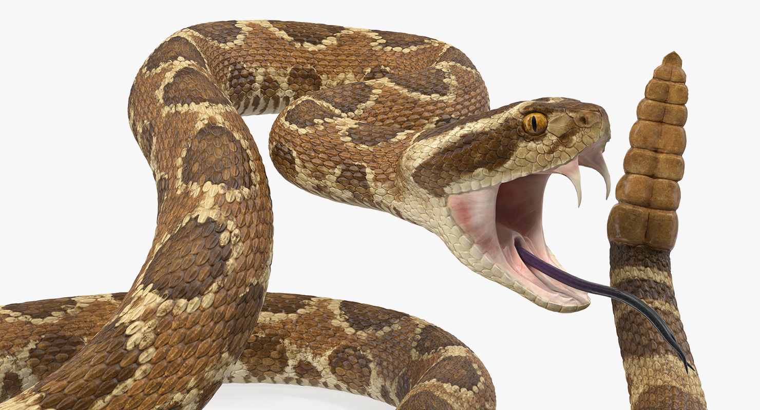 Light Rattlesnake Attack Pose 3D model