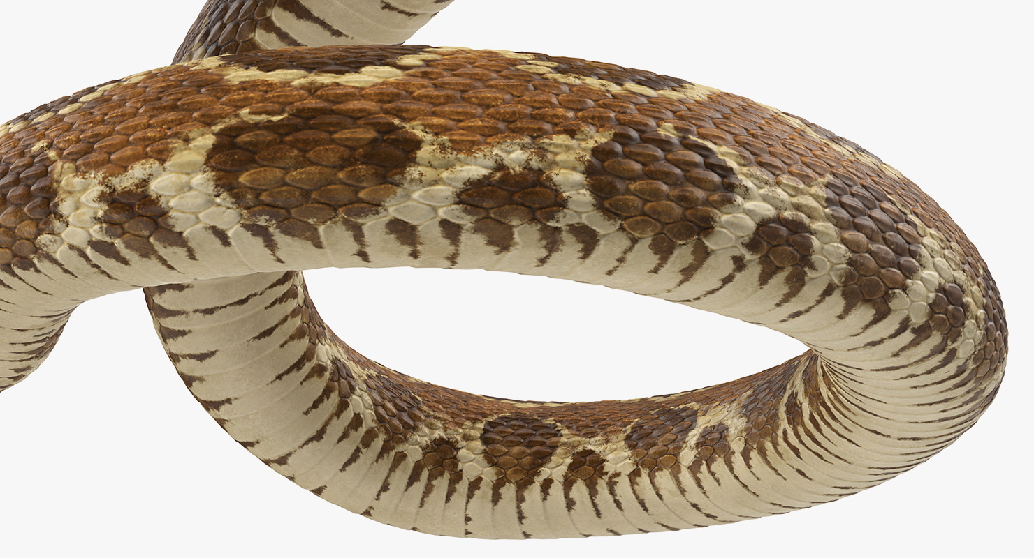 Light Rattlesnake Attack Pose 3D model