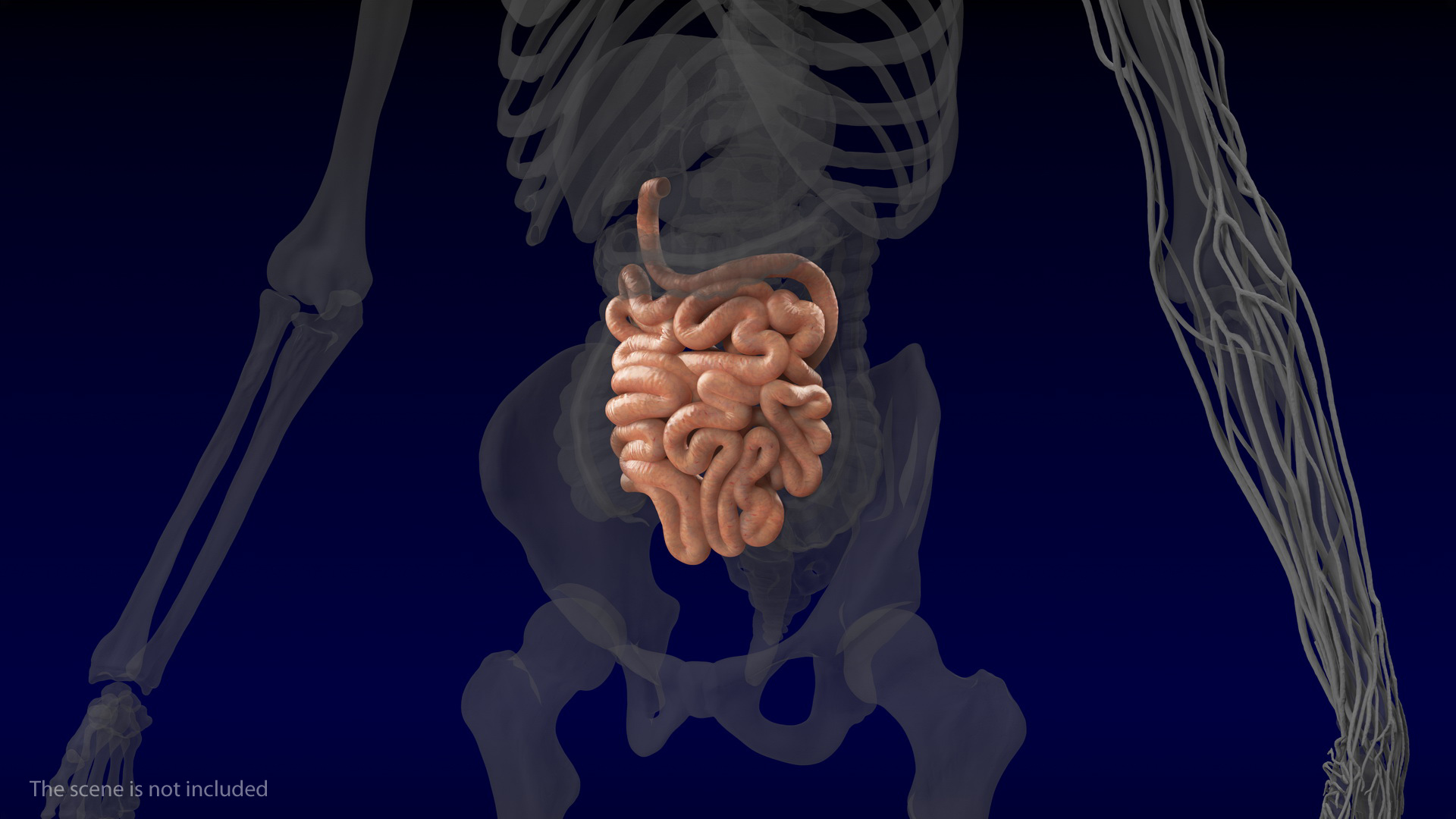 3D Human Small Inestines and Colon