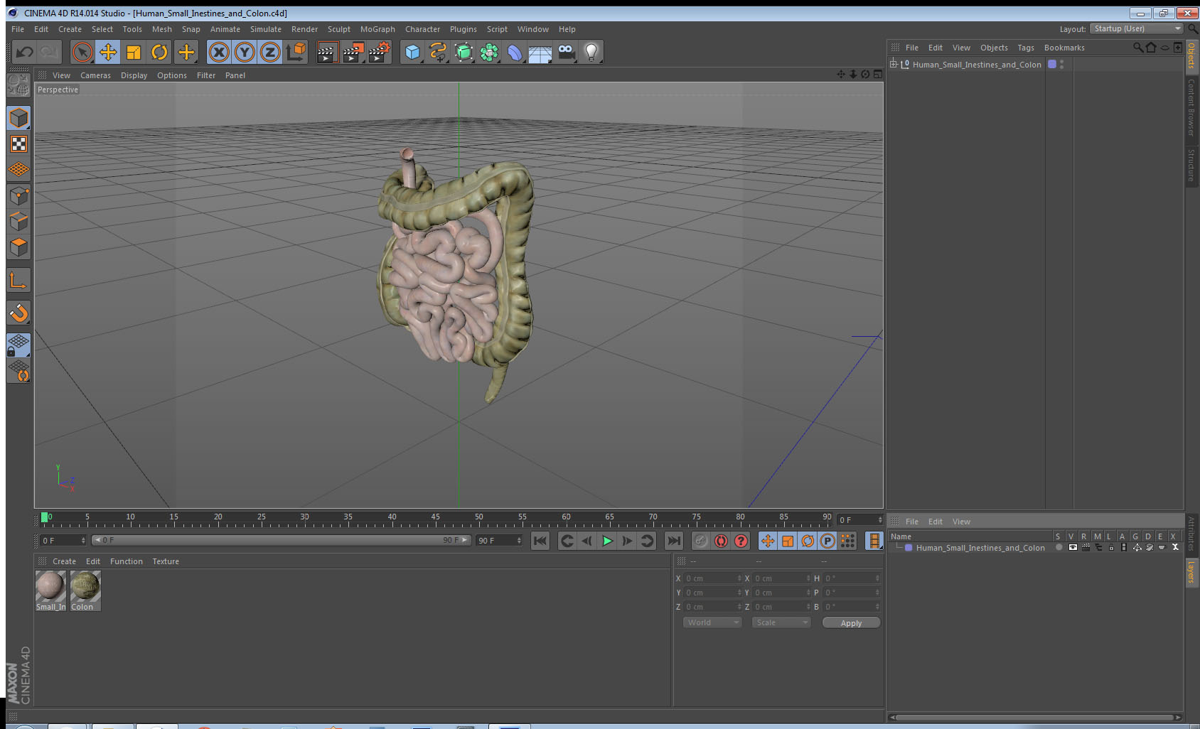 3D Human Small Inestines and Colon