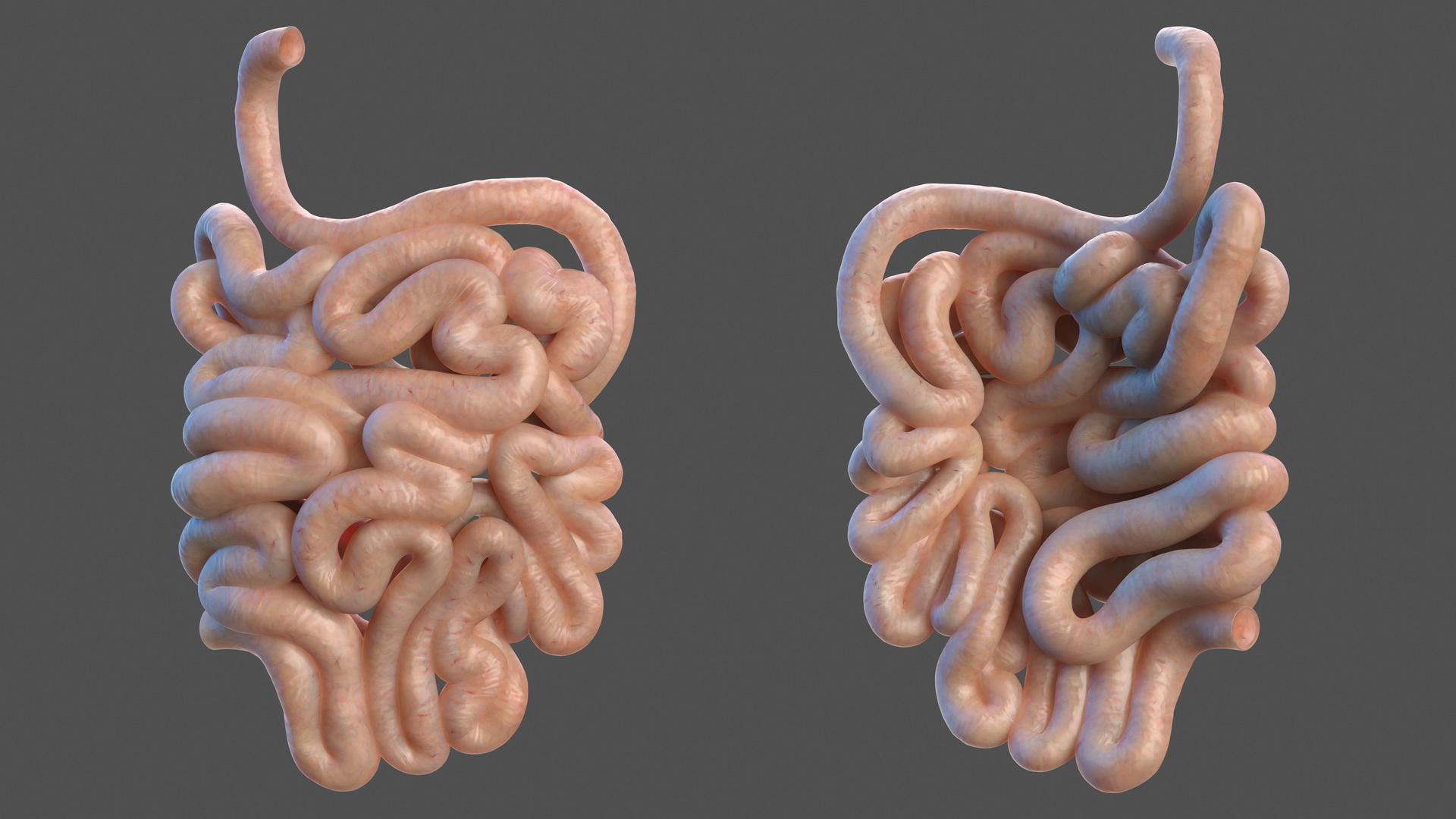 3D Human Small Inestines and Colon