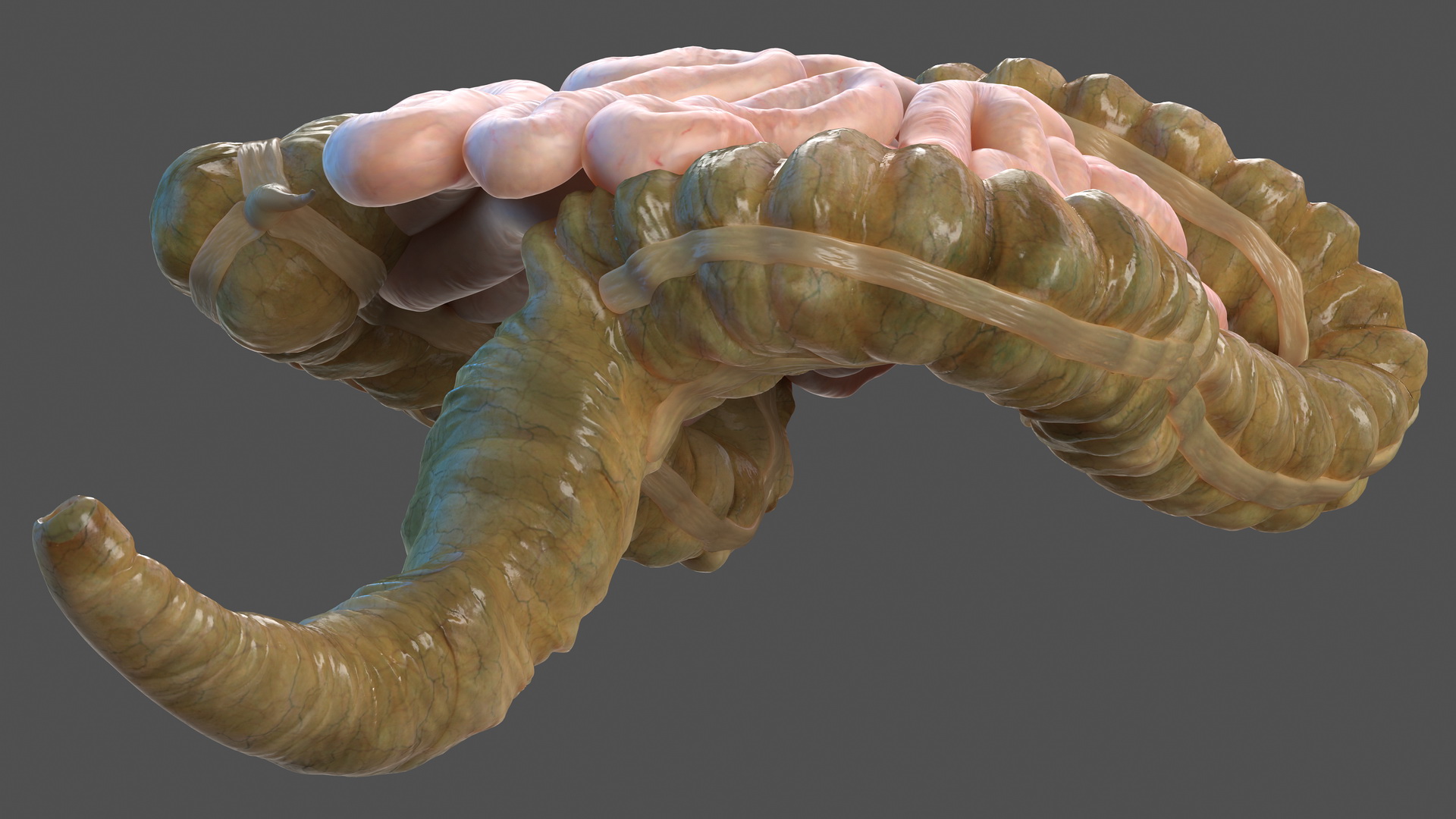 3D Human Small Inestines and Colon
