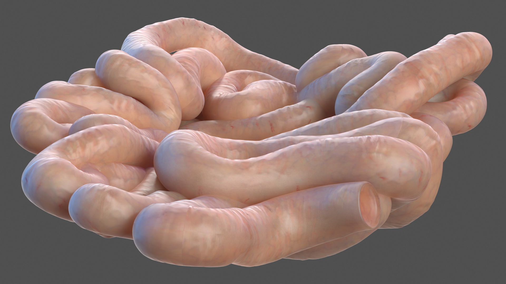 3D Human Small Inestines and Colon