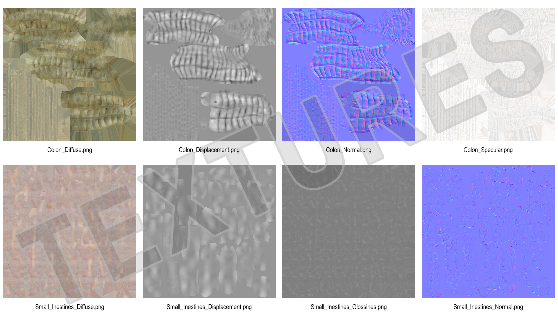 3D Human Small Inestines and Colon