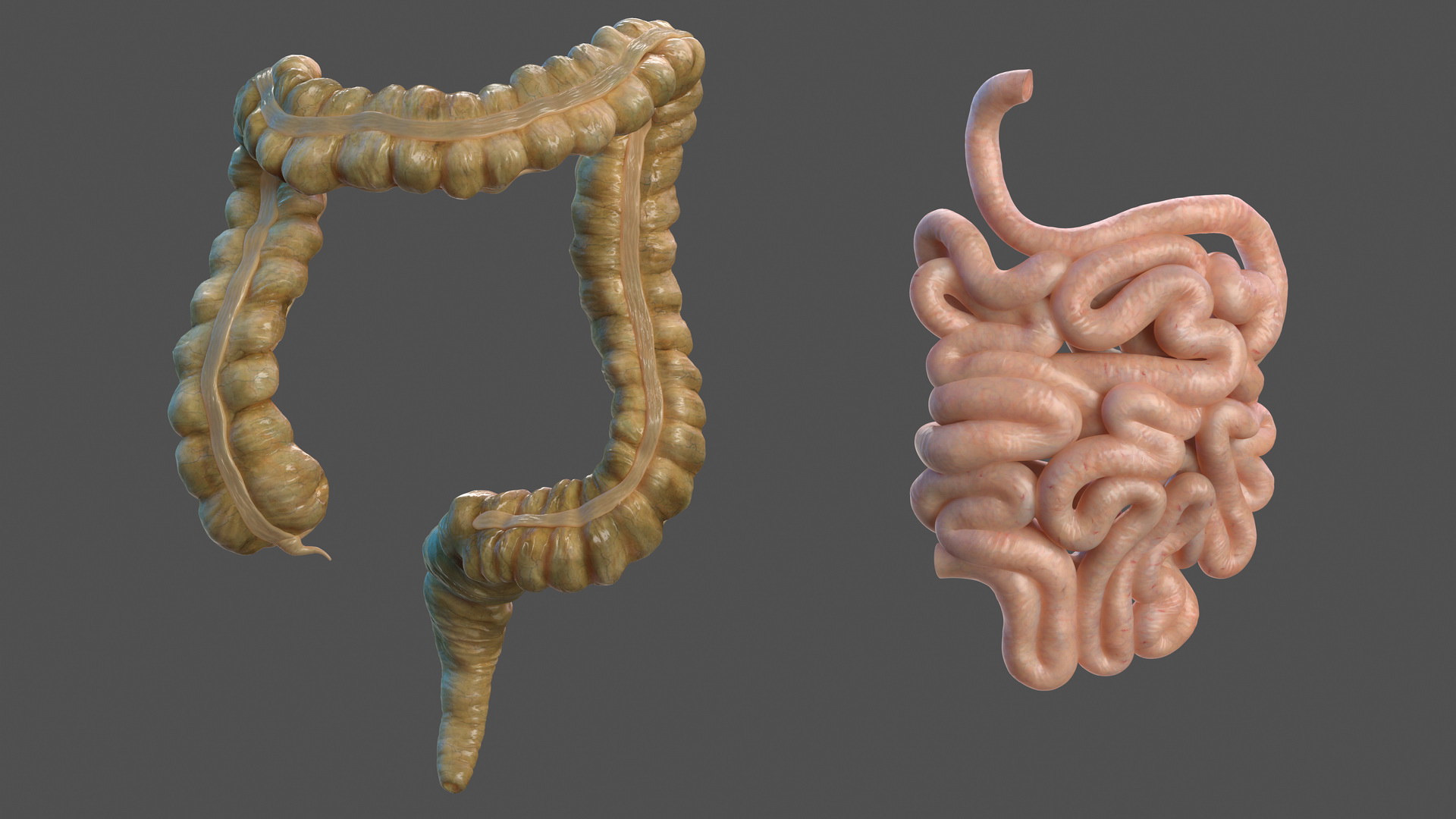 3D Human Small Inestines and Colon