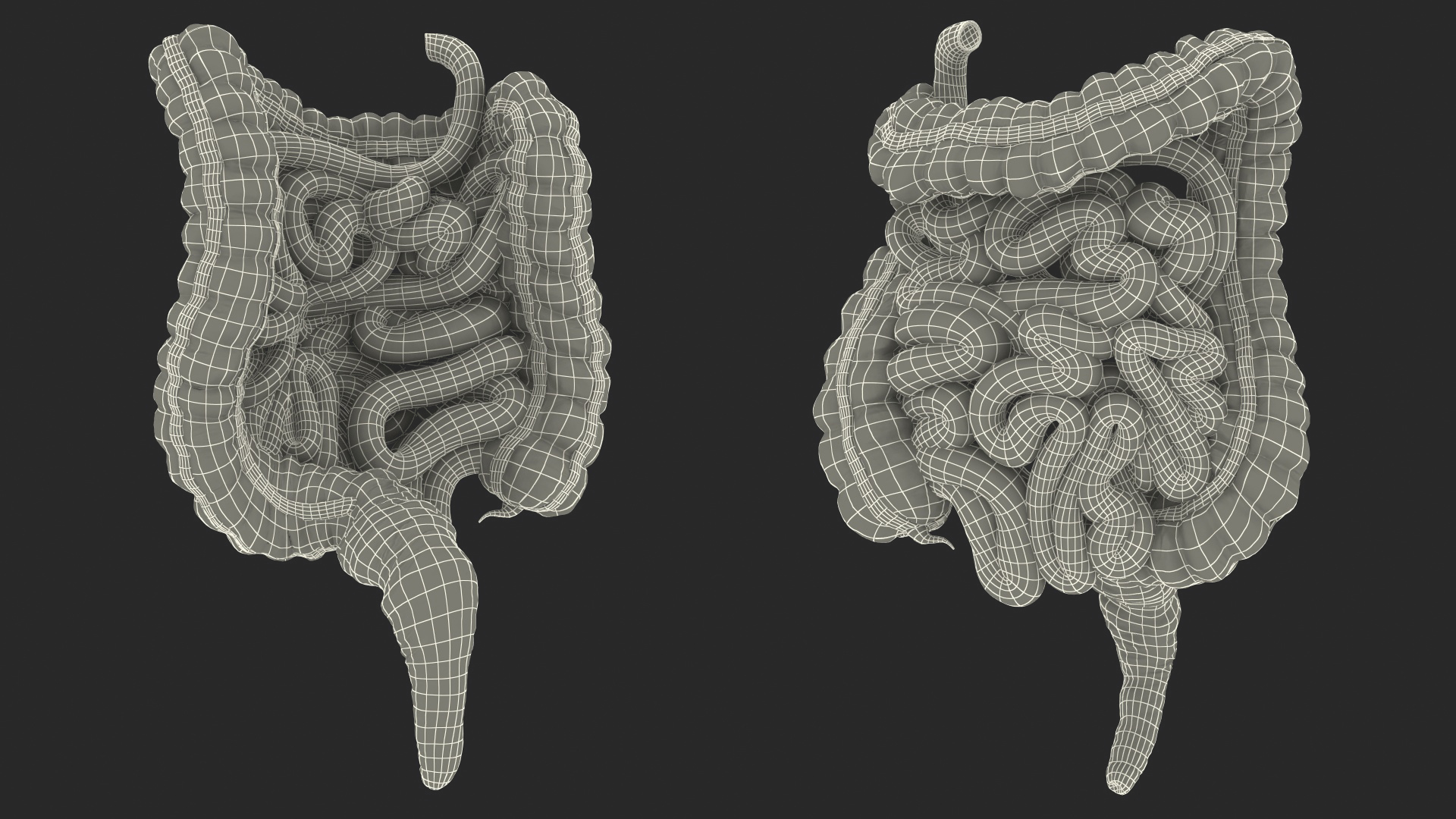 3D Human Small Inestines and Colon