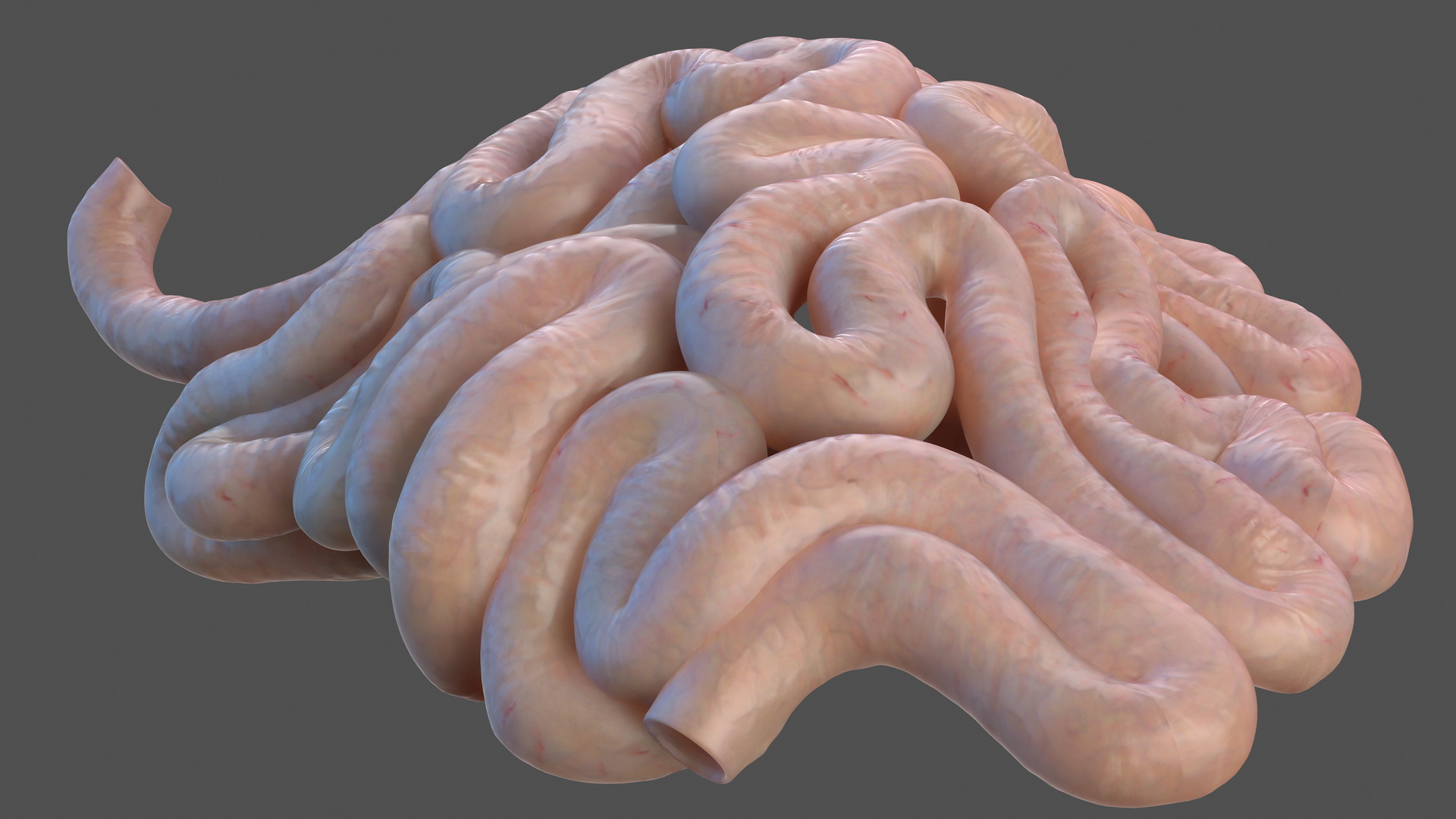 3D Human Small Inestines and Colon
